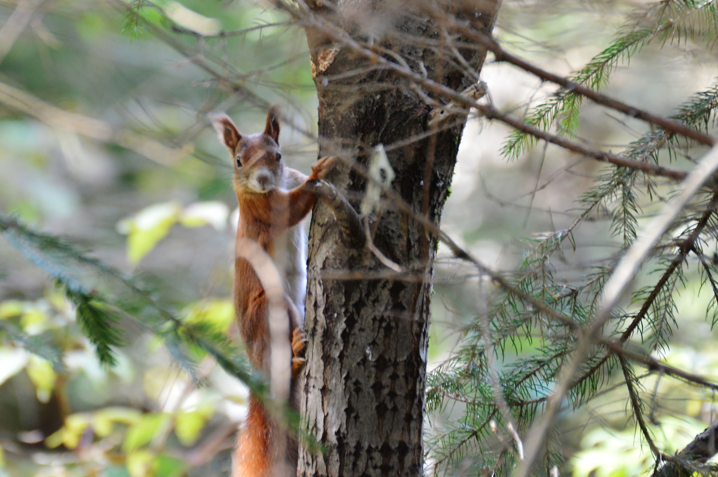 curious red squirrel...