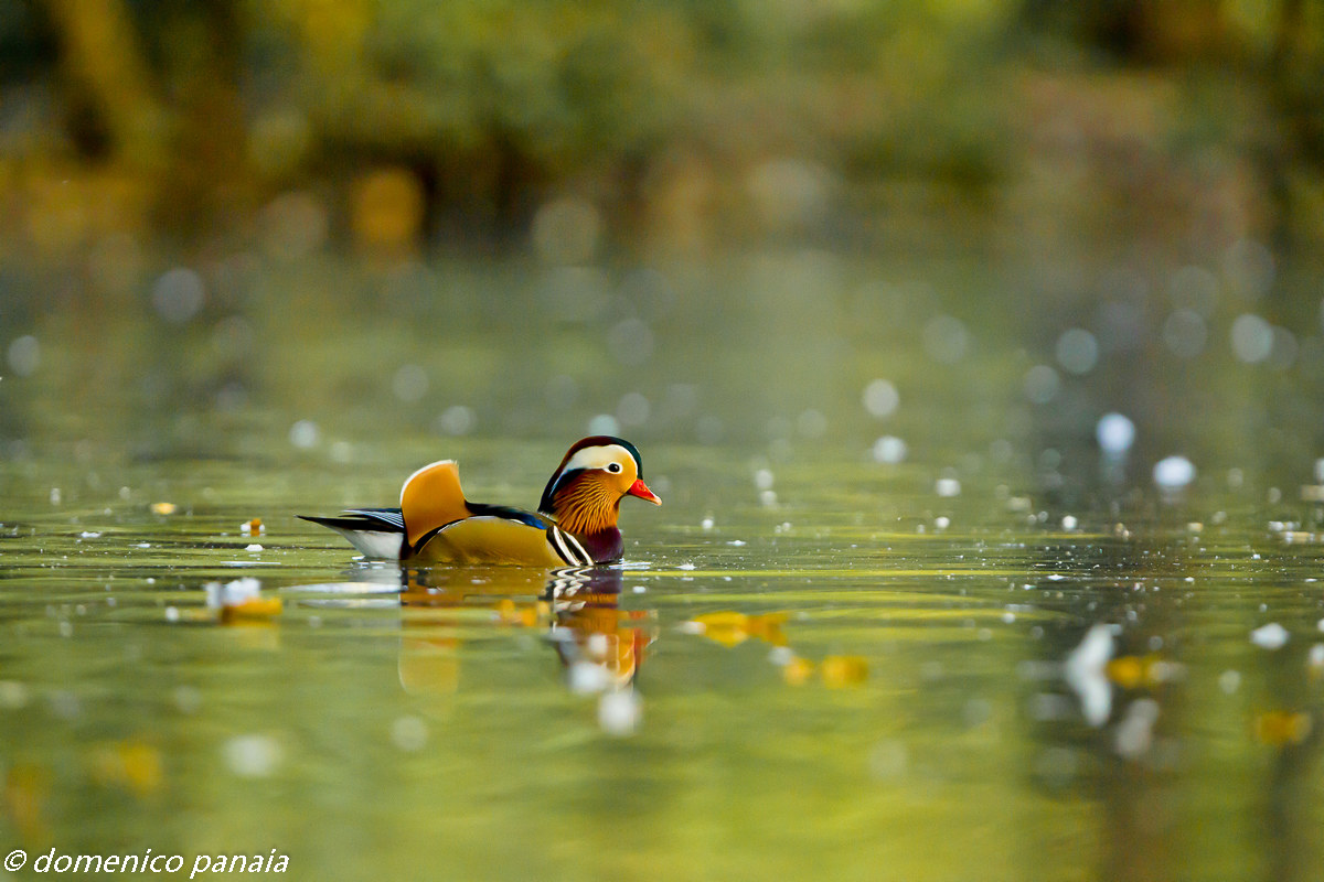 mandarin duck...