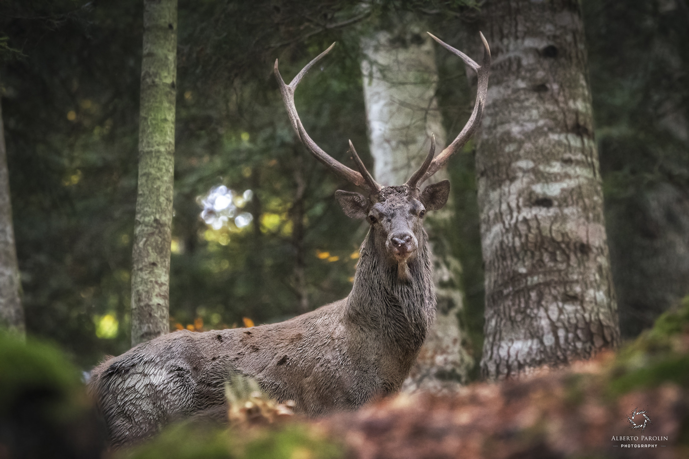 King of the Woods...