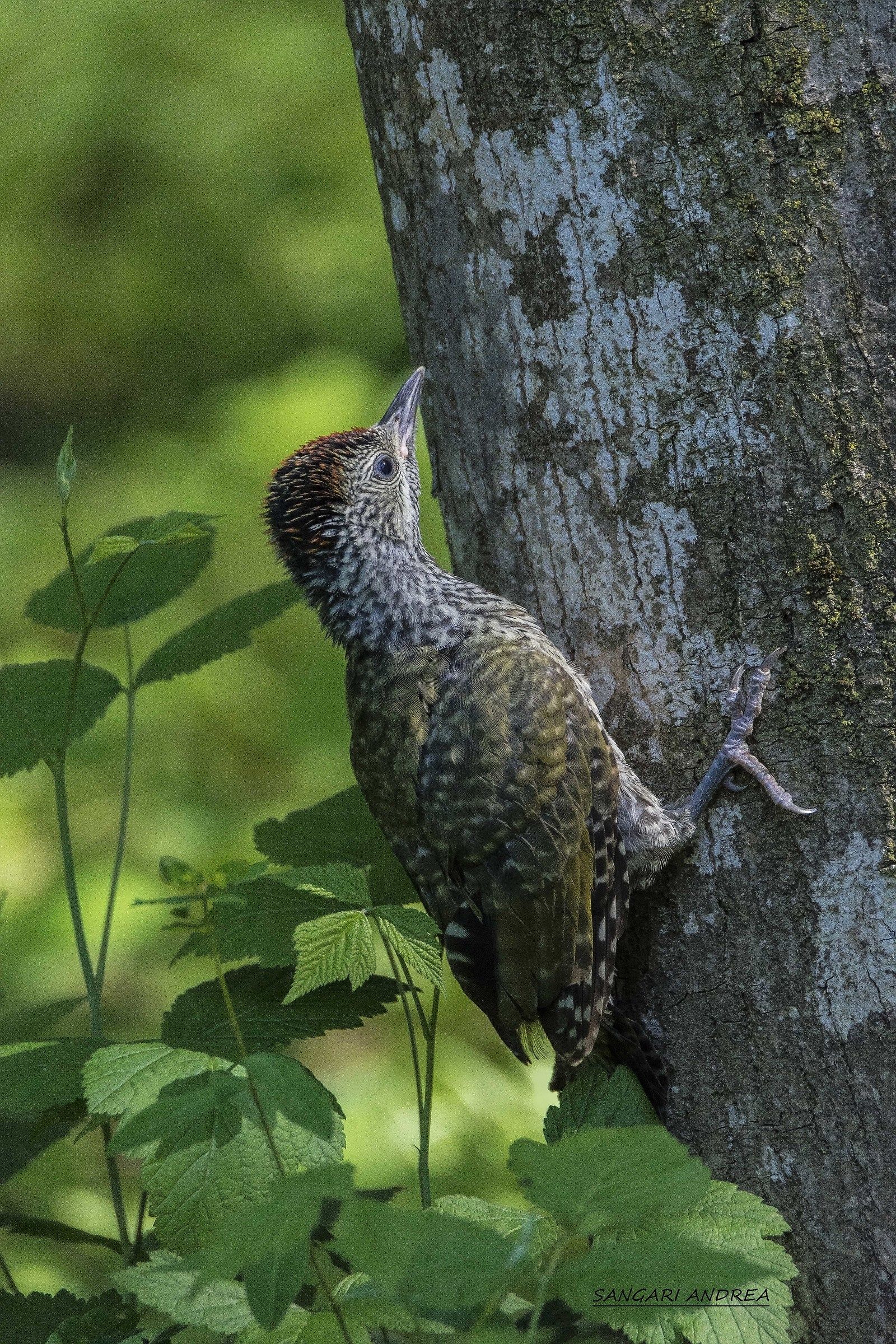 Young green woodpecker...