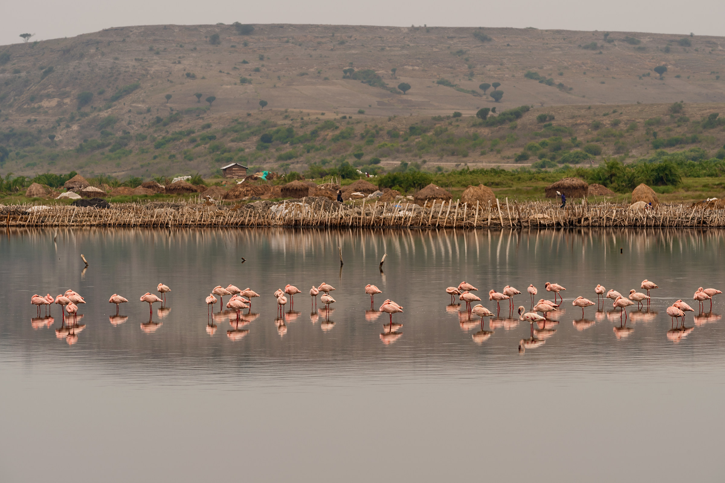 Flamingos in Kattwe village, Uganda...