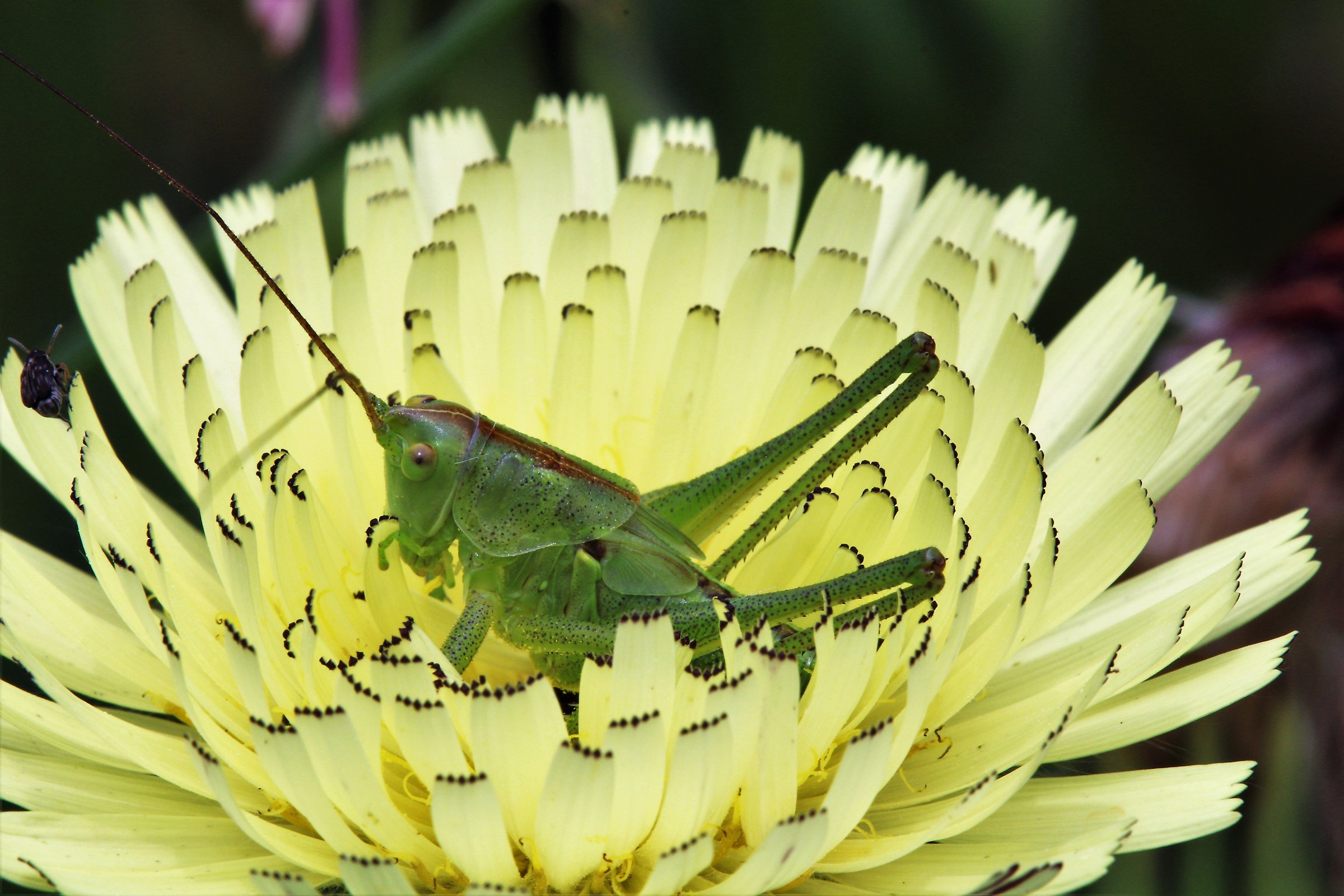 blooming cricket...