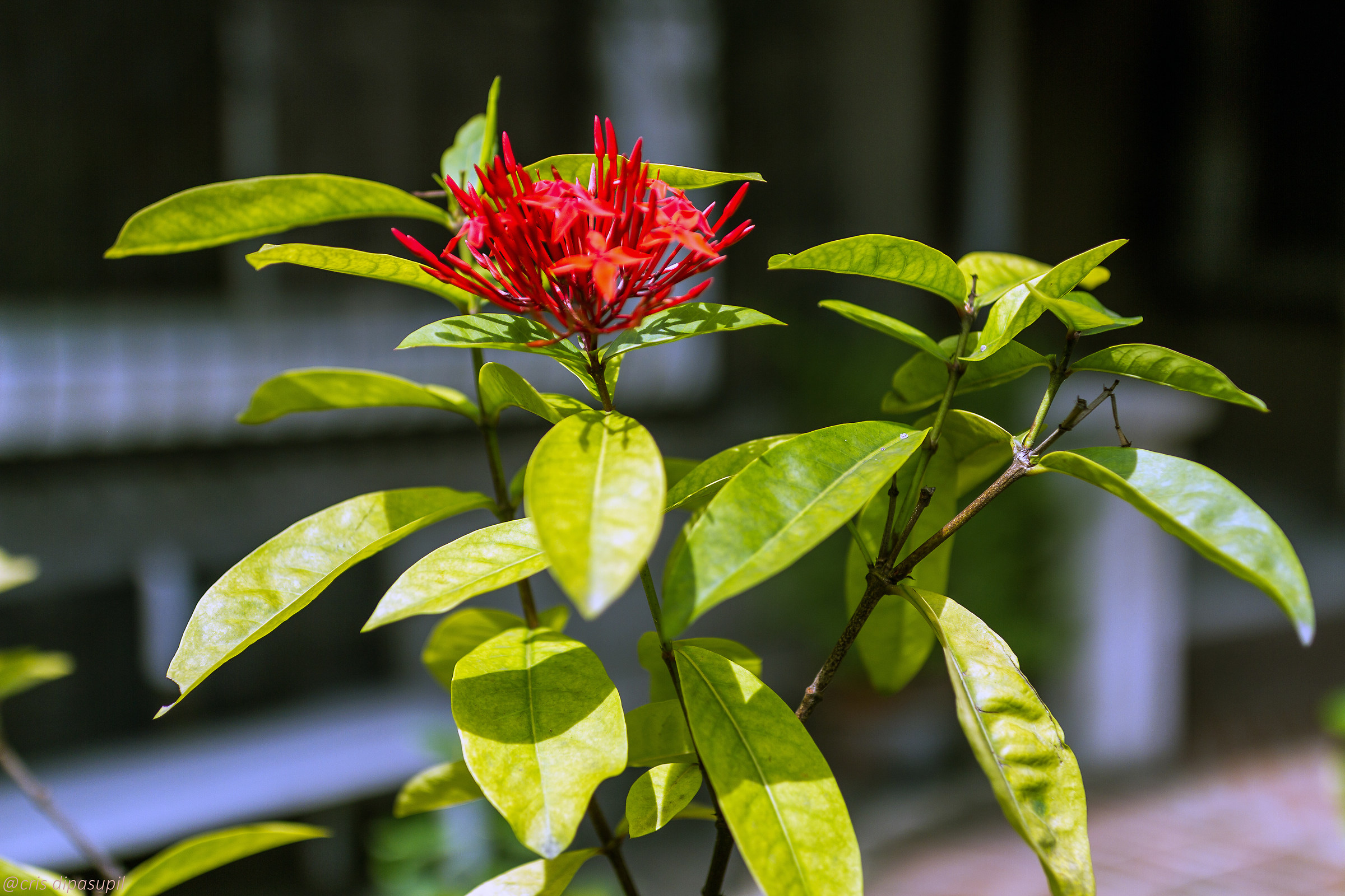 Santan...