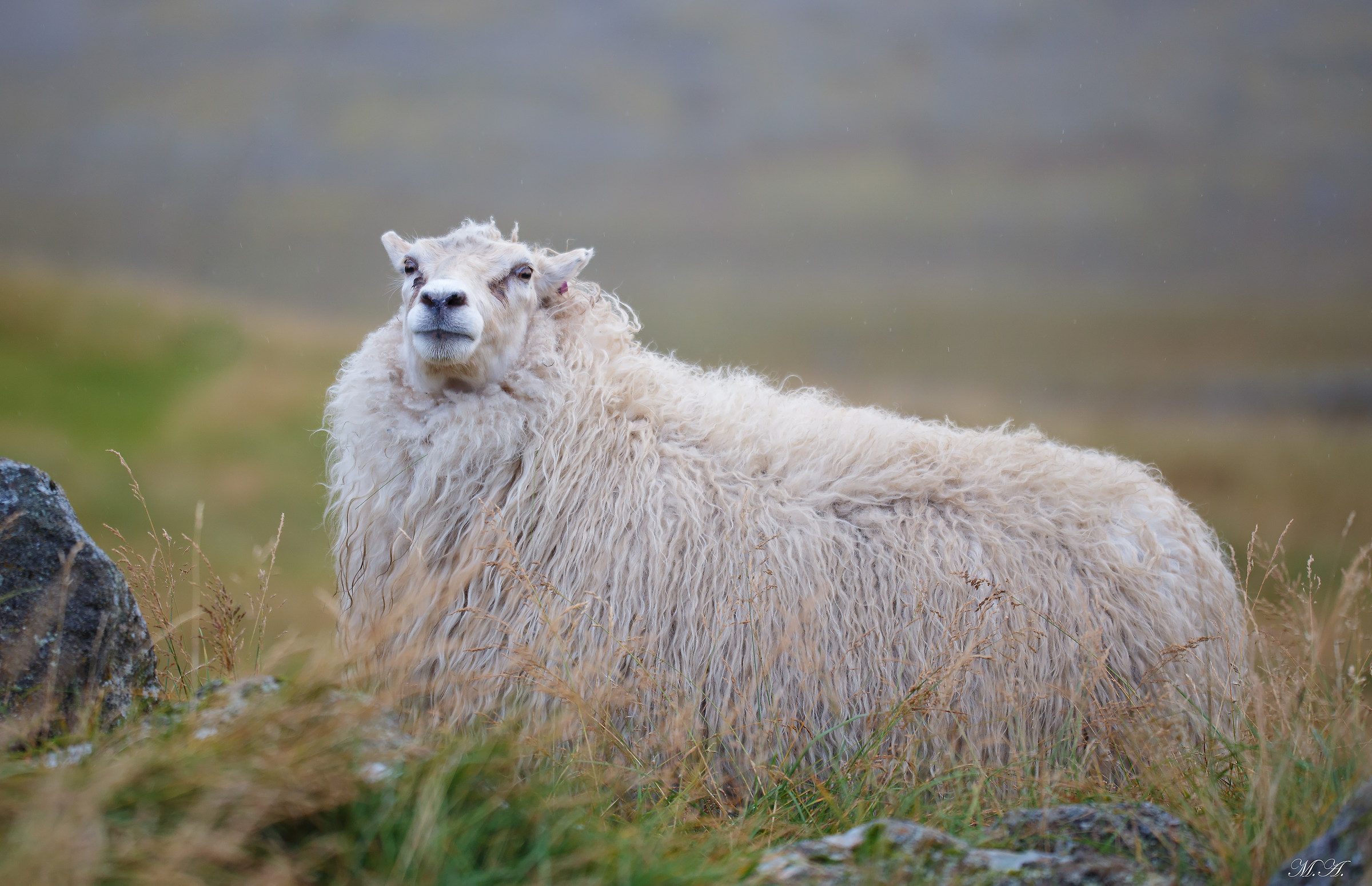 Icelandic sheep...