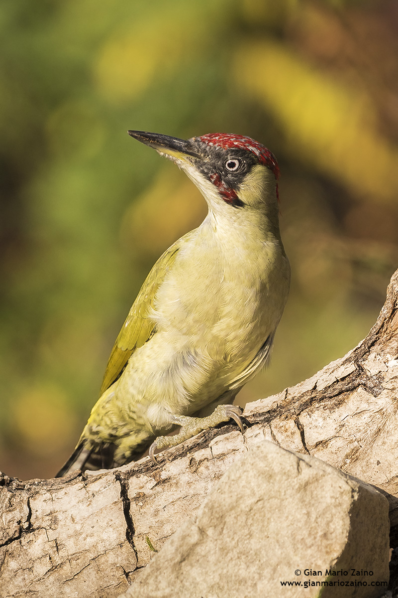 Picus viridis / Green woodpecker...