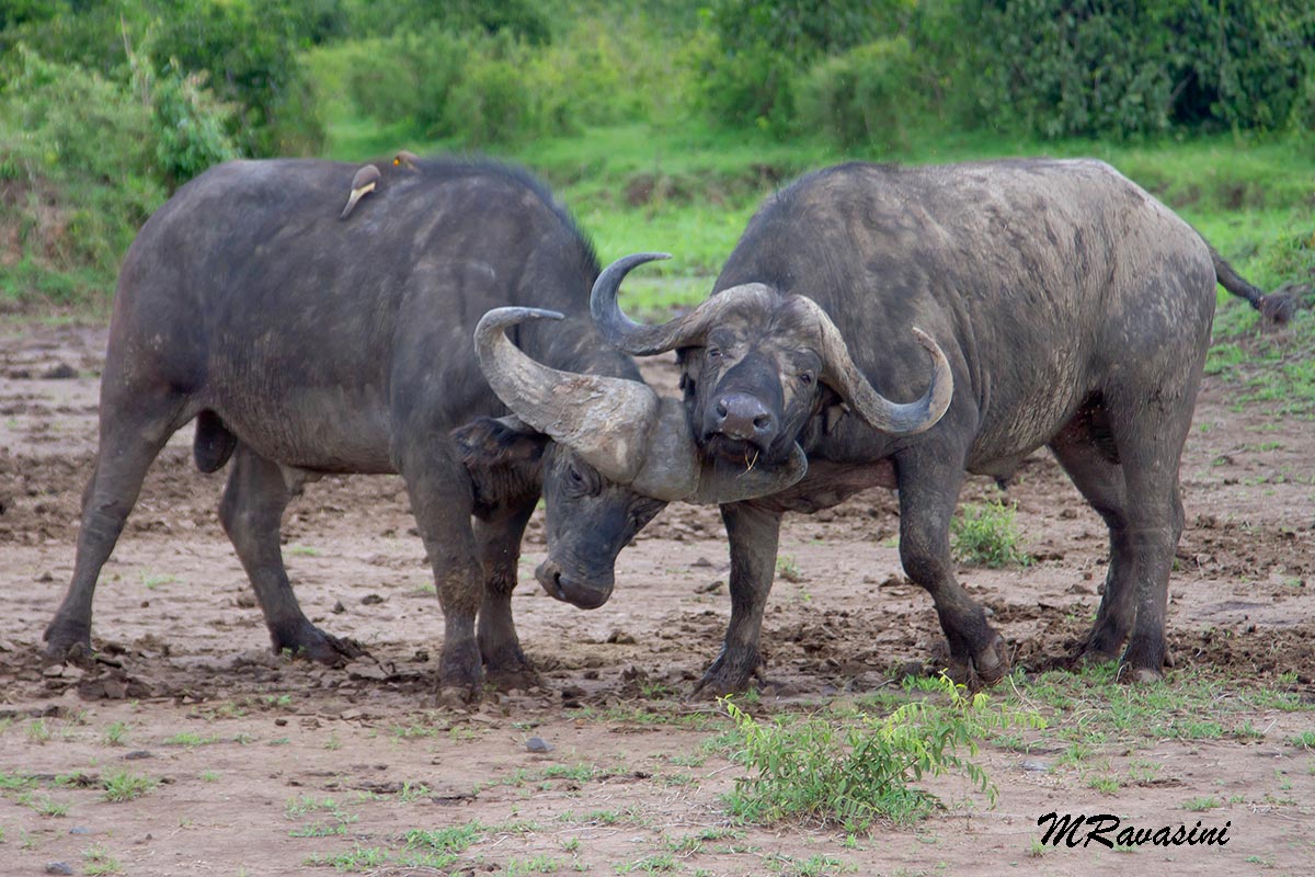 Fighting buffalo...