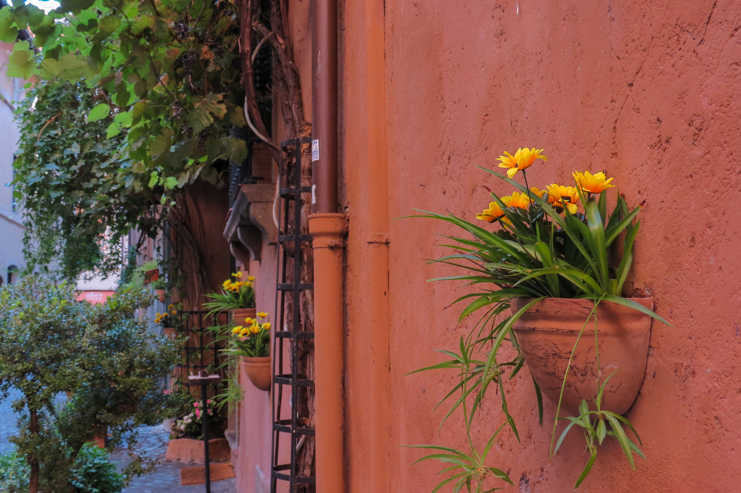 Flowers in the alleys...