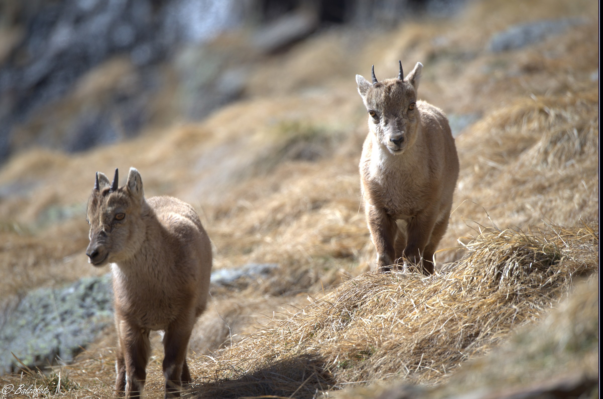 Small ibex...