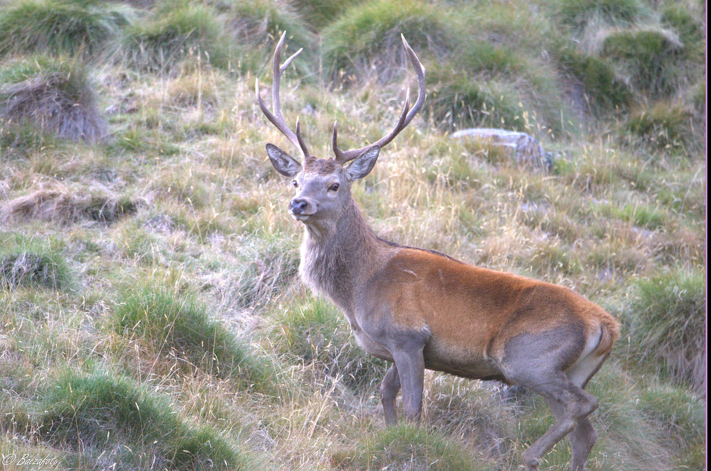 Deer male...