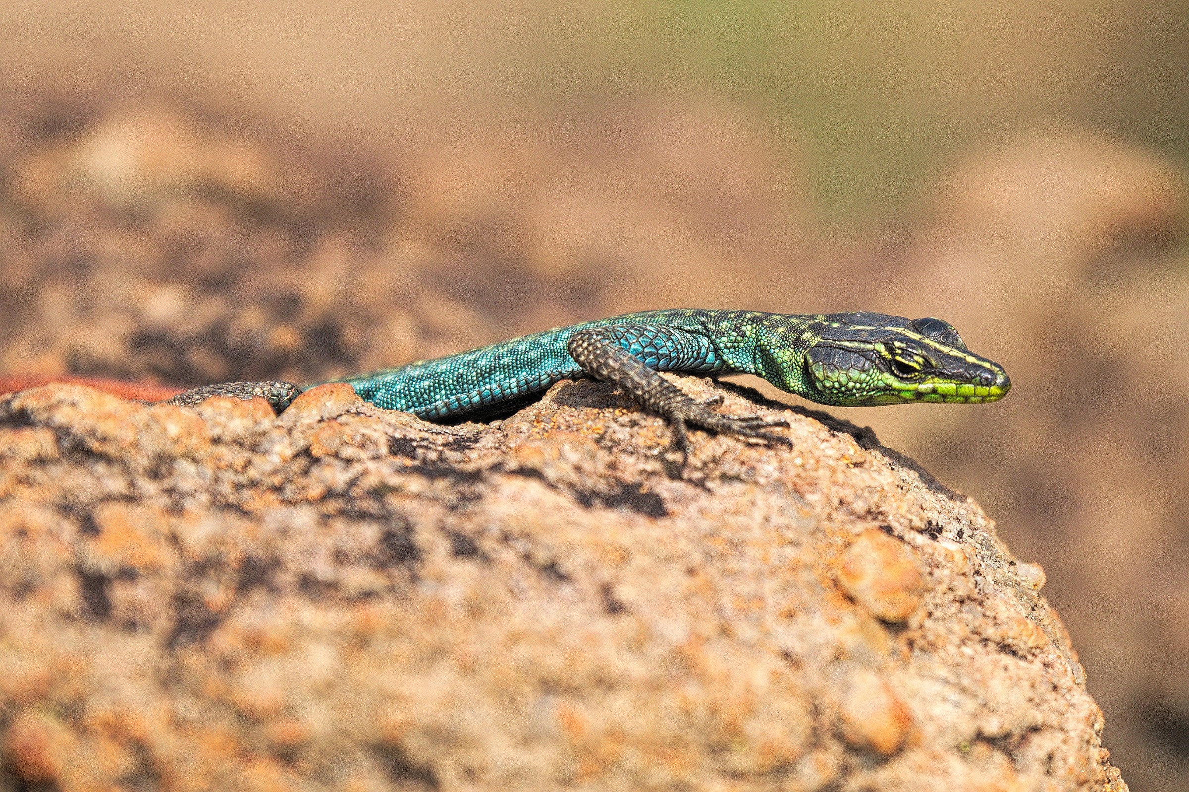 Lizard with beautiful colors...