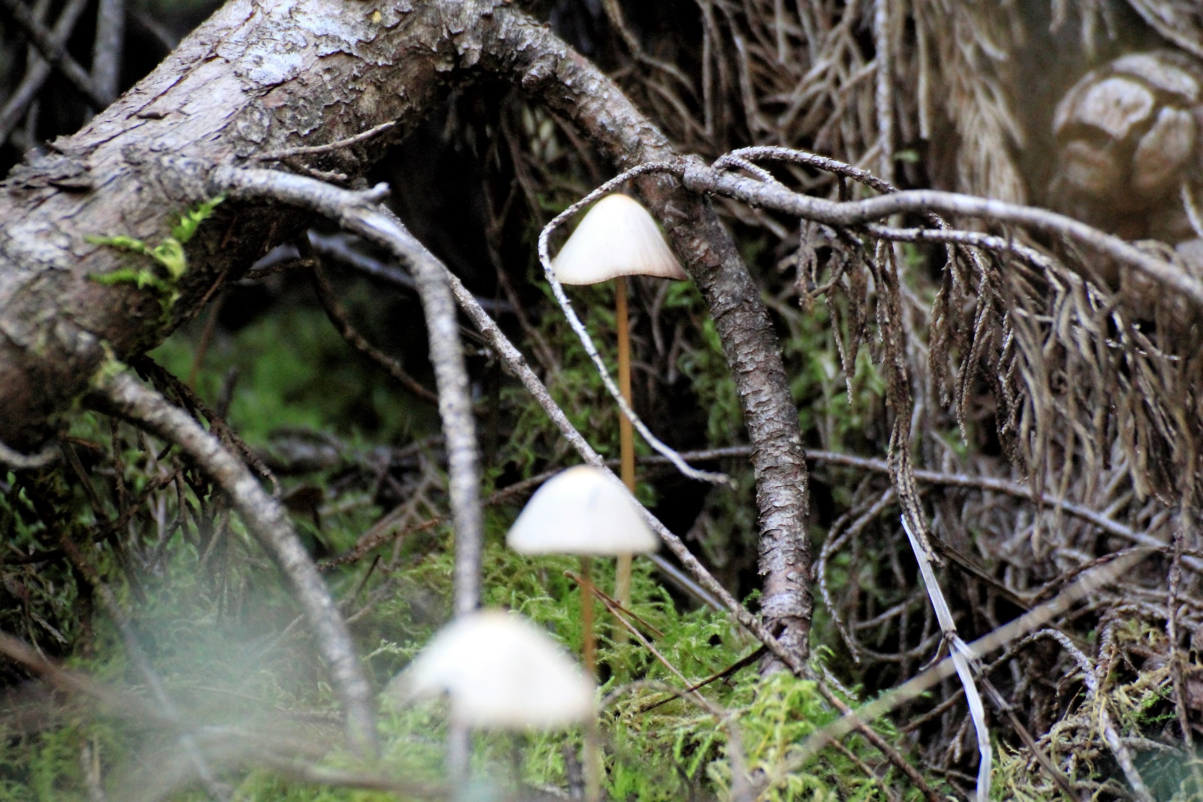 small mushrooms...