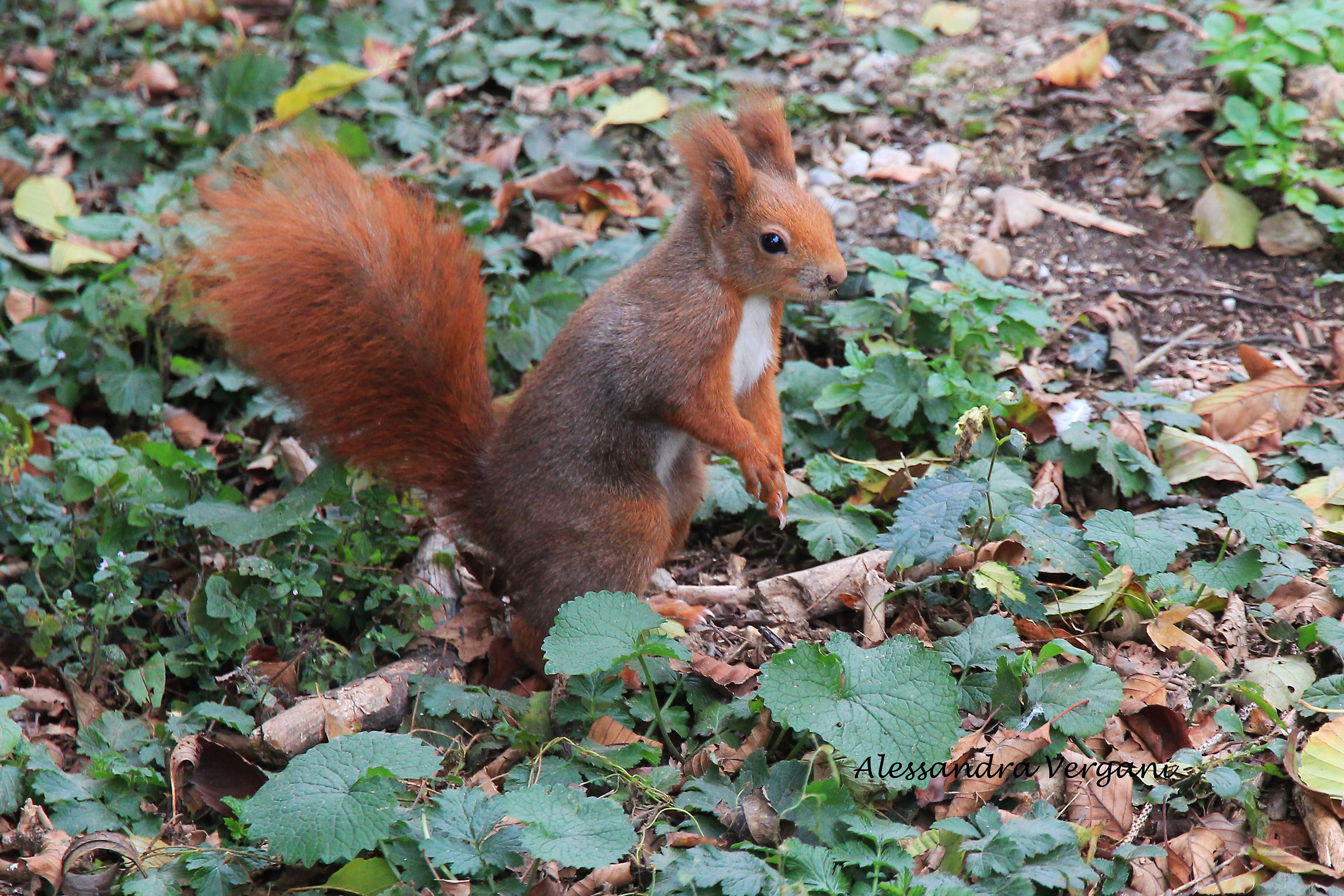 Red squirrel...