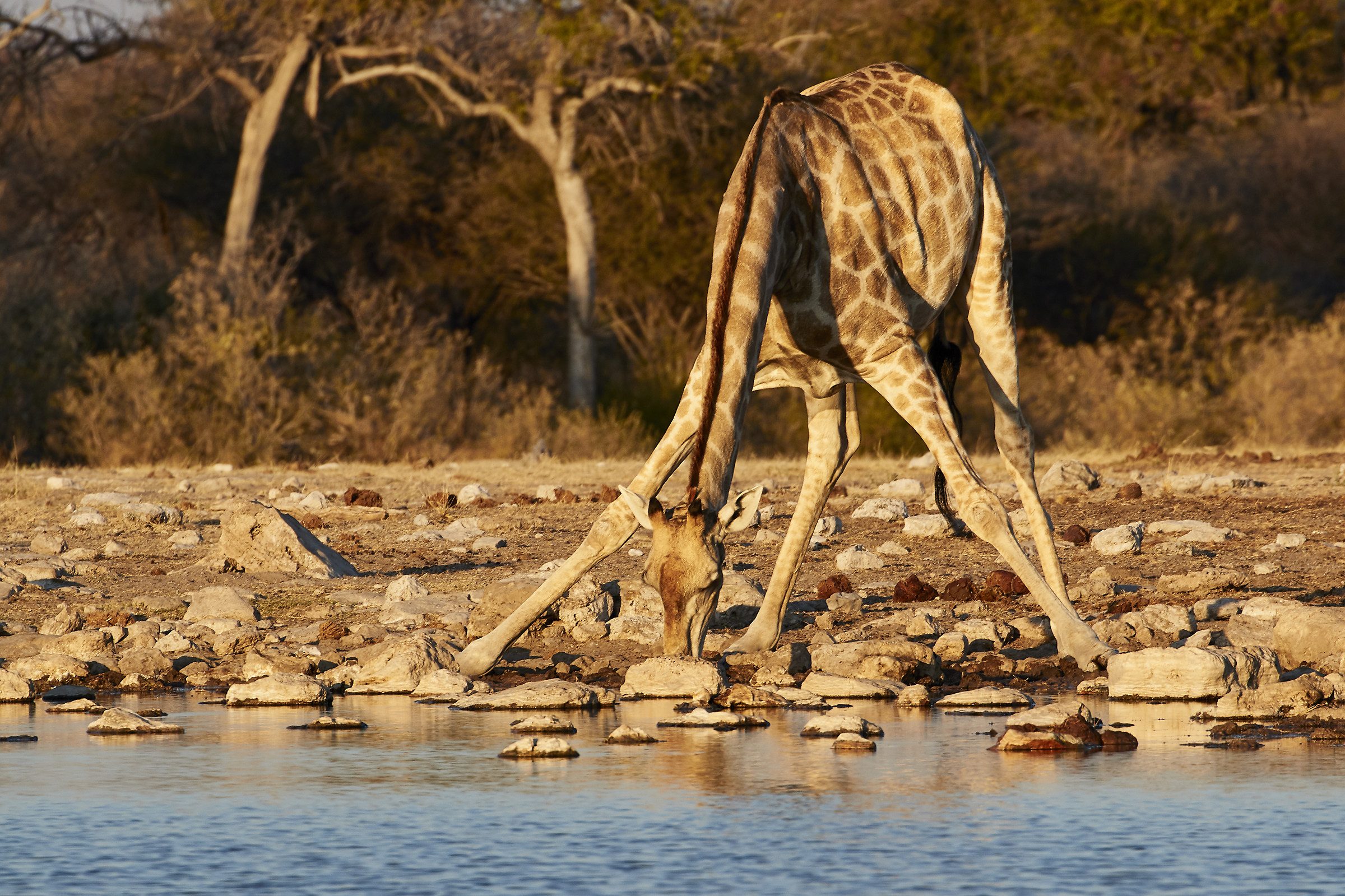 Giraffa alla pozza Klein Namutoni...