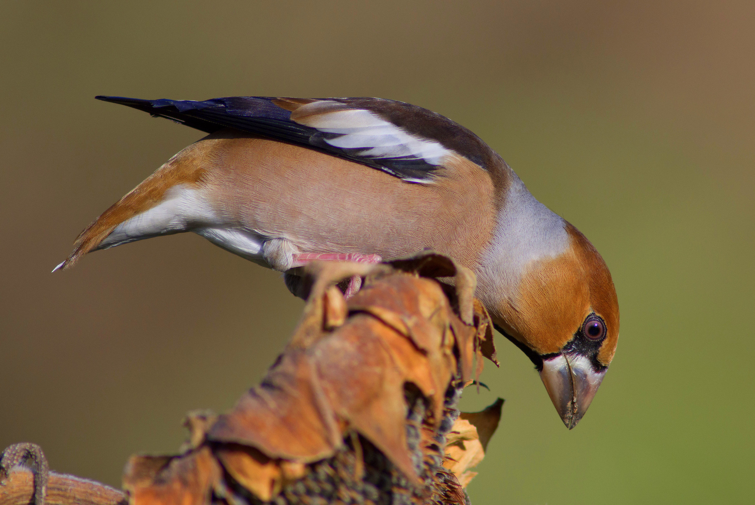 Grosbeak...