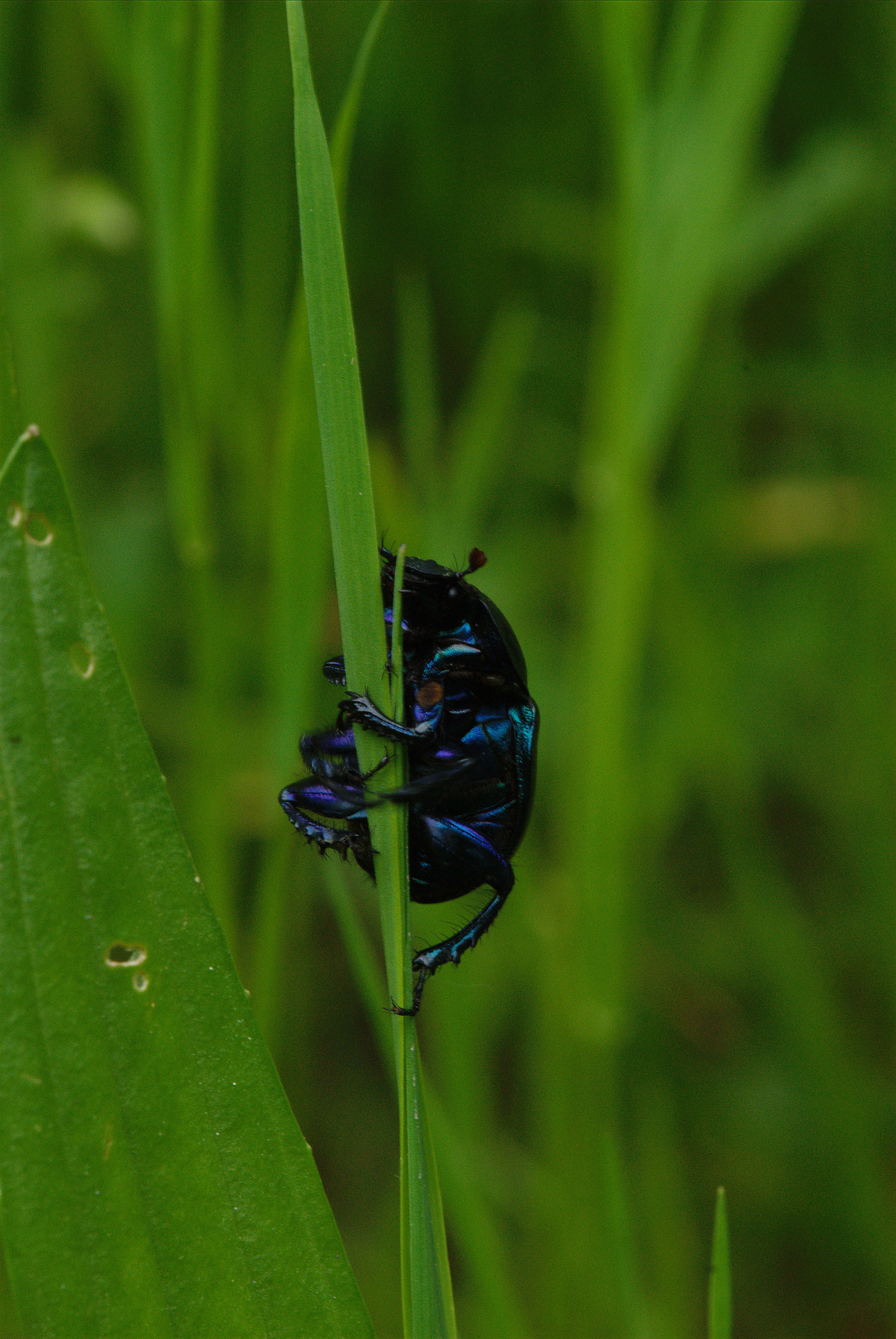 Beetle...