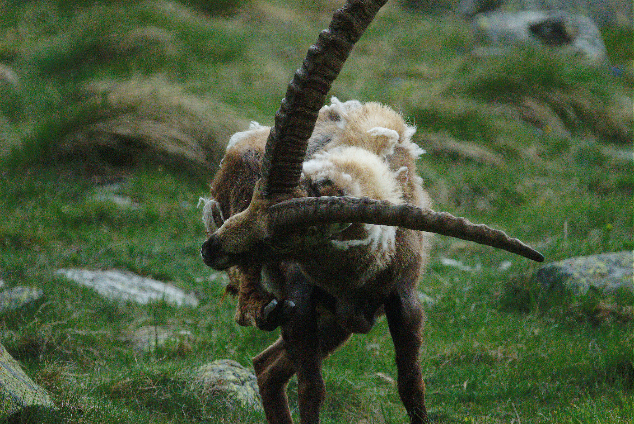 Ibex...