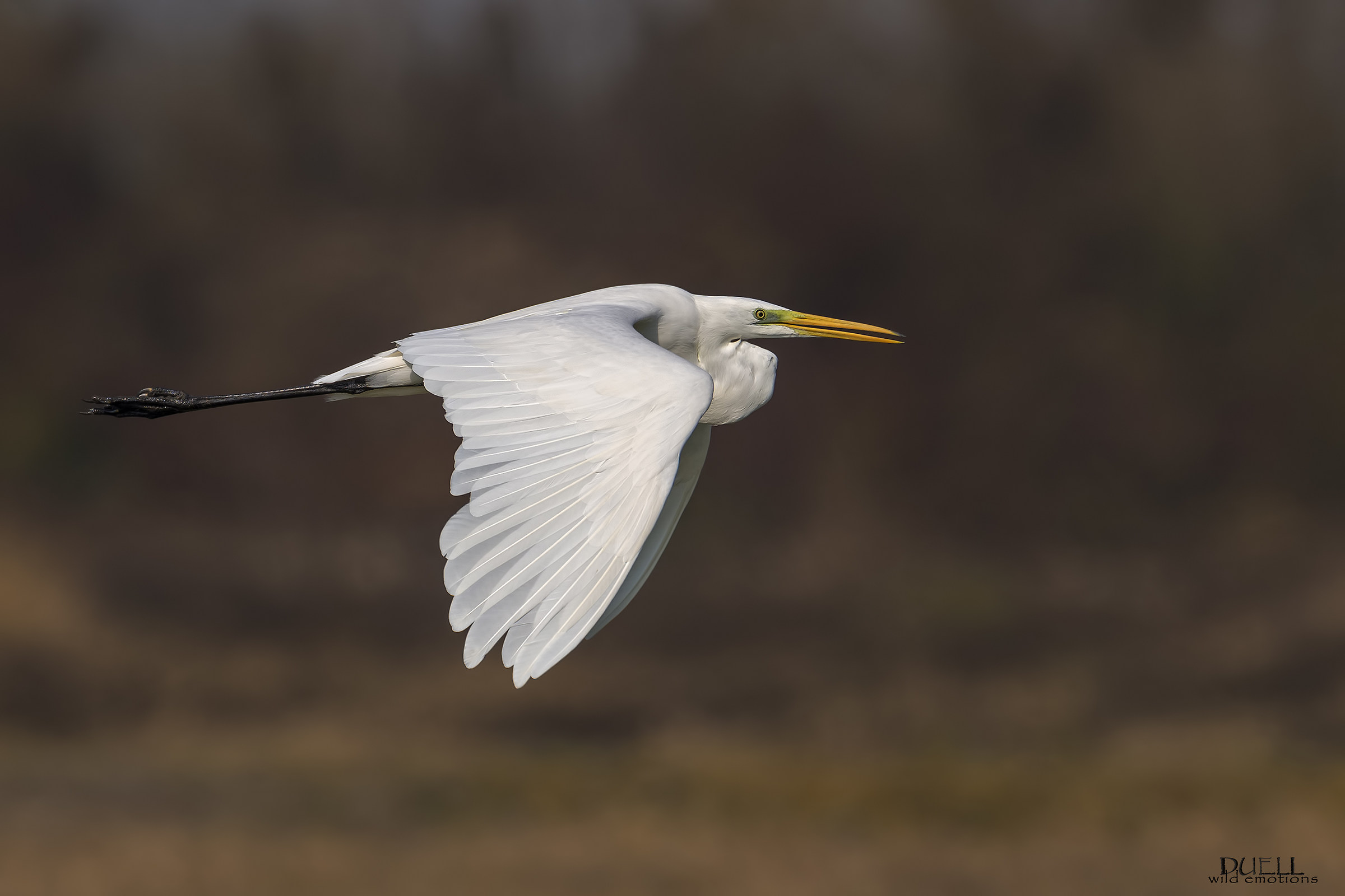 volo autunnale...