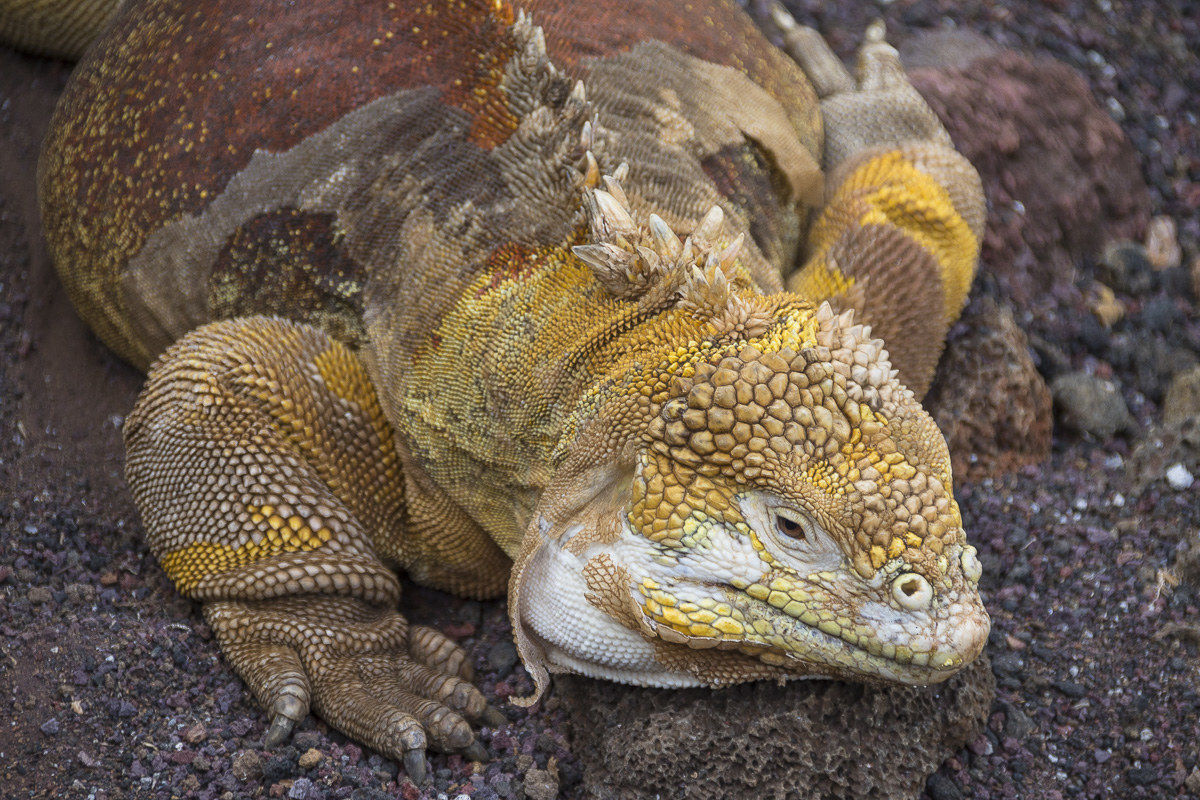 Galapagos Terrestrial Iguana...