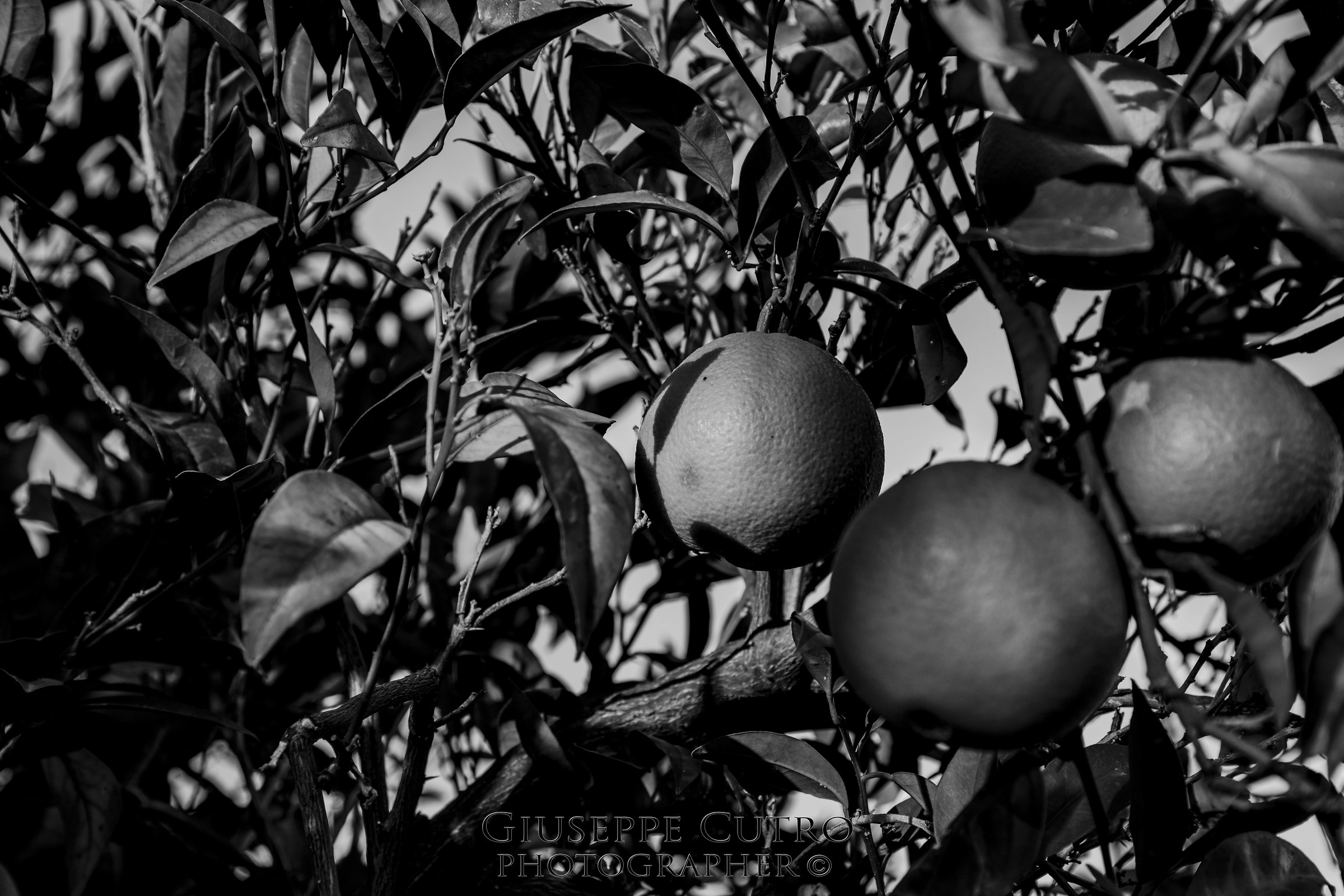 oranges...
