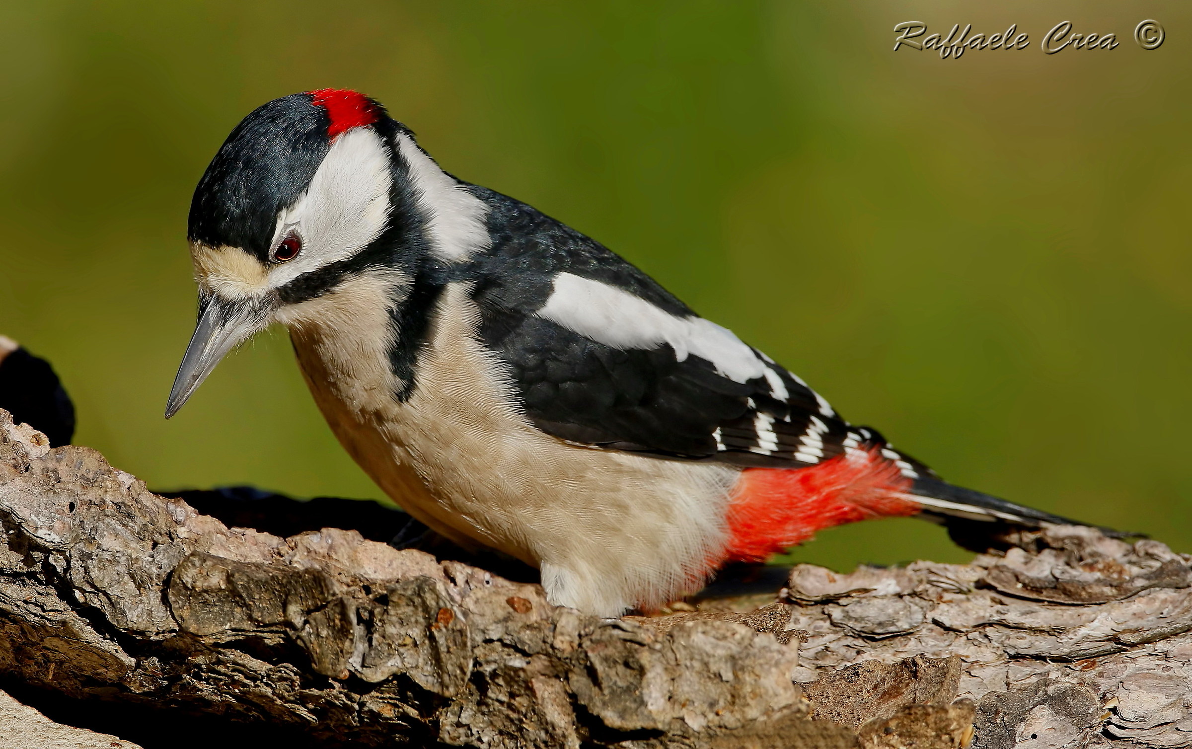 Greater Red Woodpecker...
