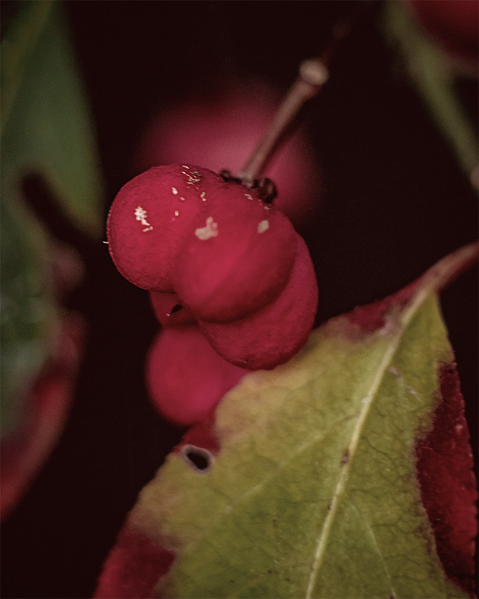 Verde e Rosso...