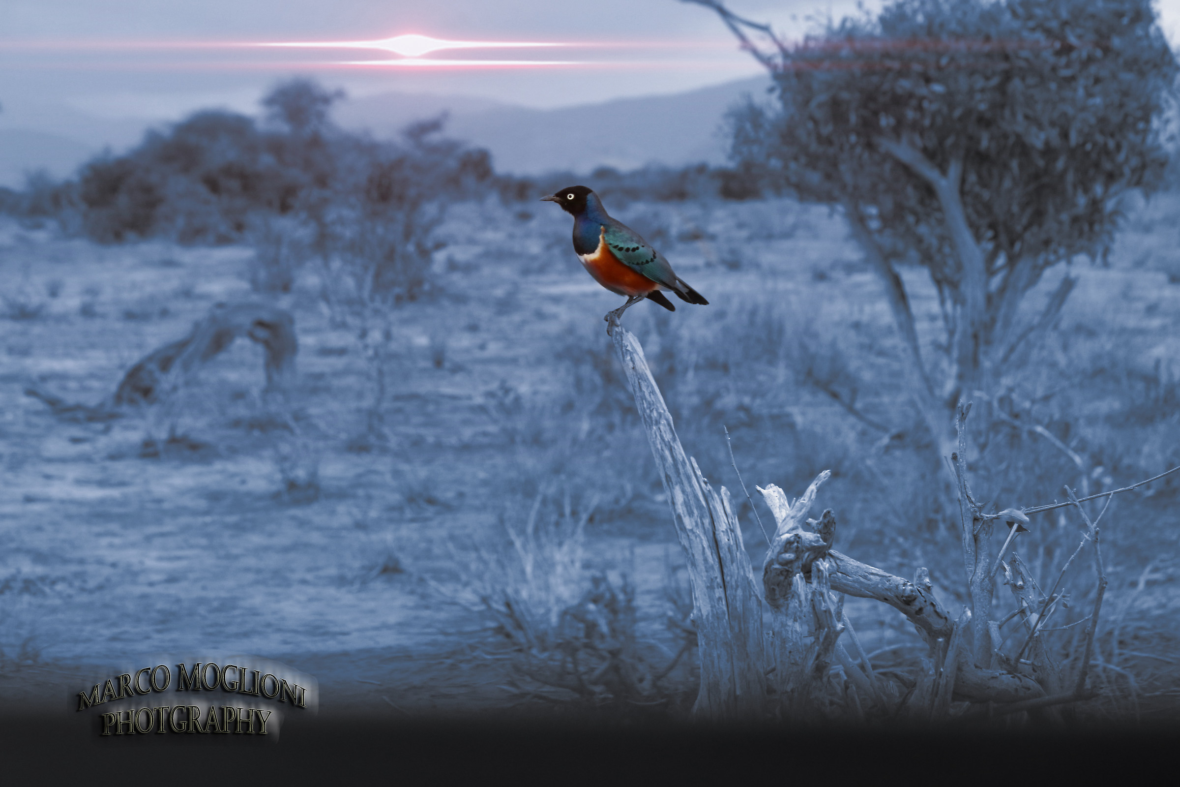 Tsavo east bird 2017...