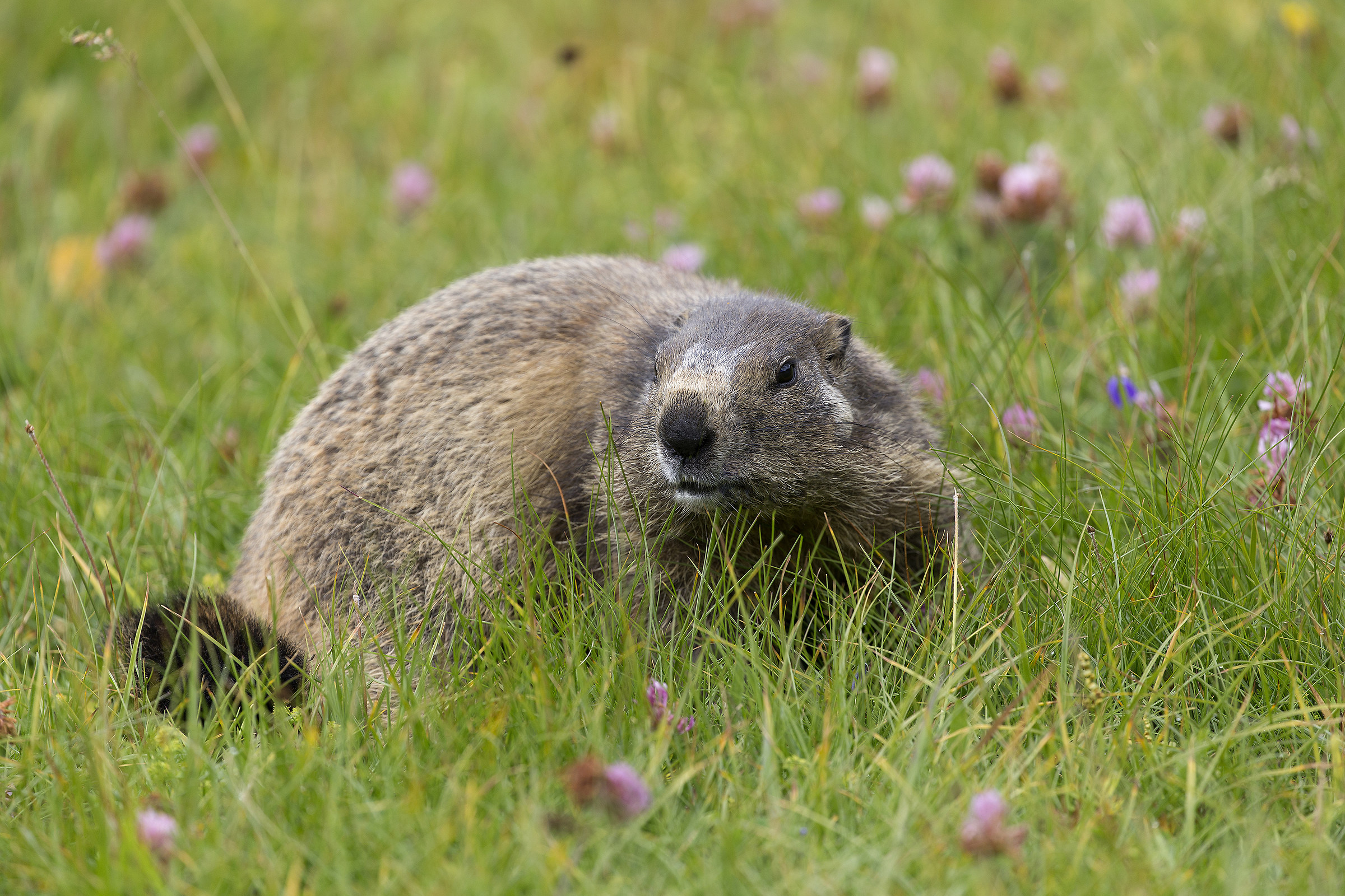 Marmot...