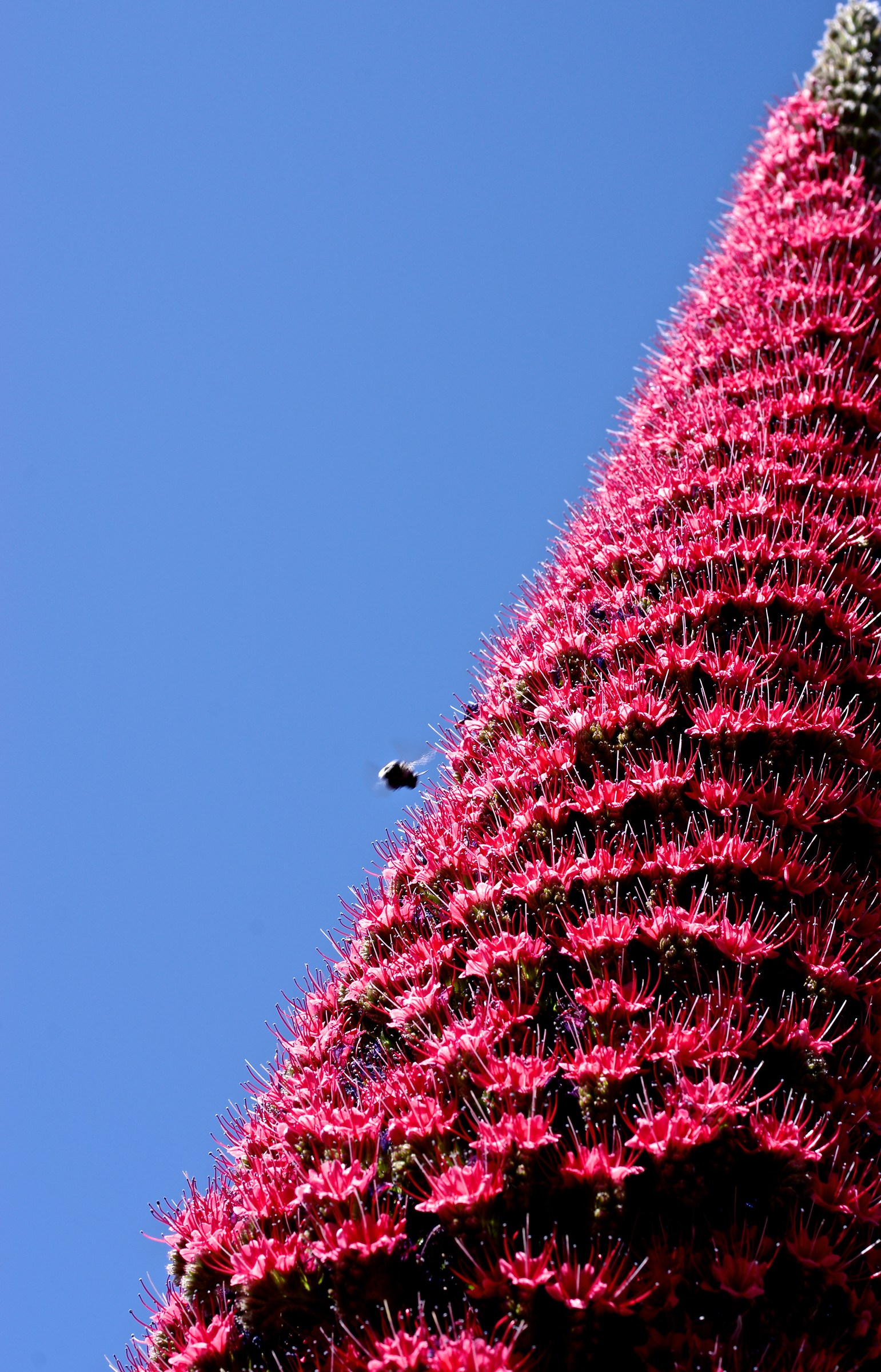 viperina in Tenerife, Teide Natural Park at Teneri...