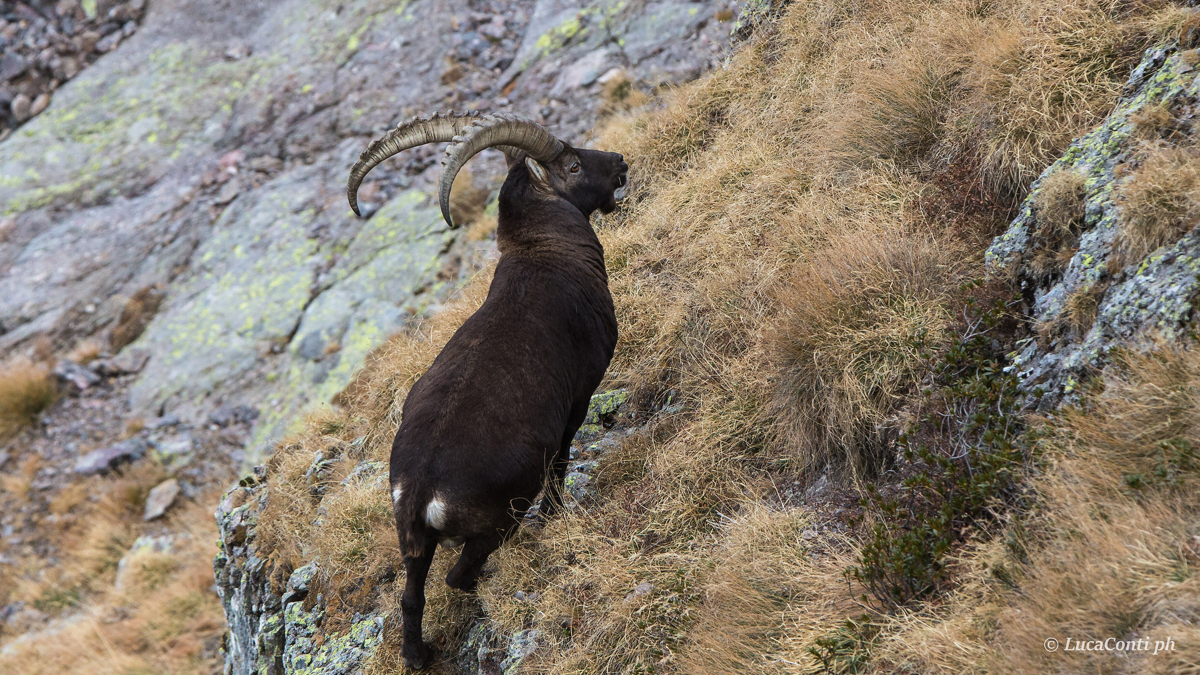 Stambecco male (goat ibex)...