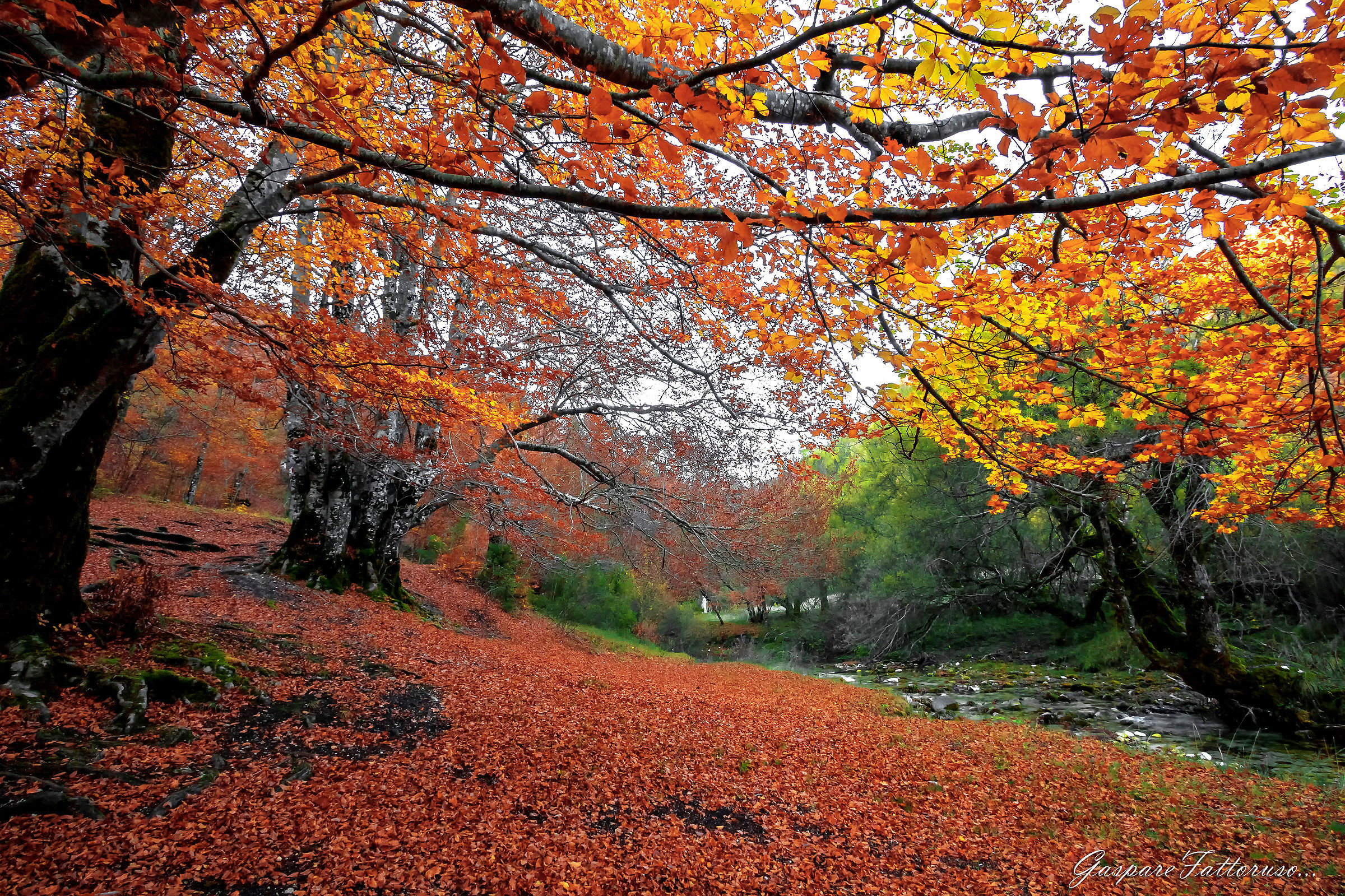 Autumn Abruzzese ......