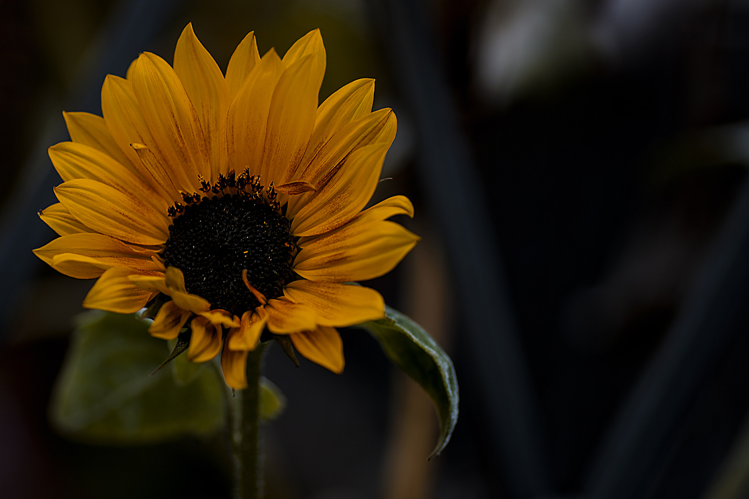 Sunflower sunless...