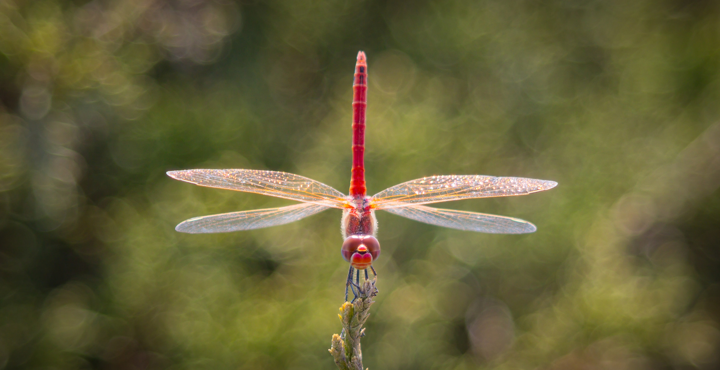 Red dragonfly...