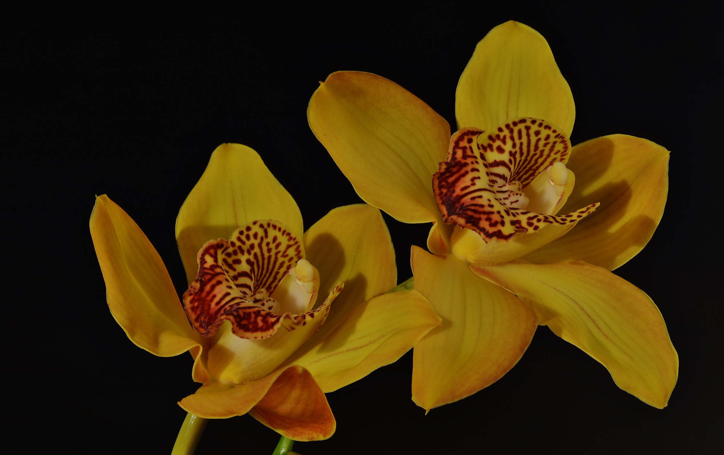 Cymbidium Orchidacea...