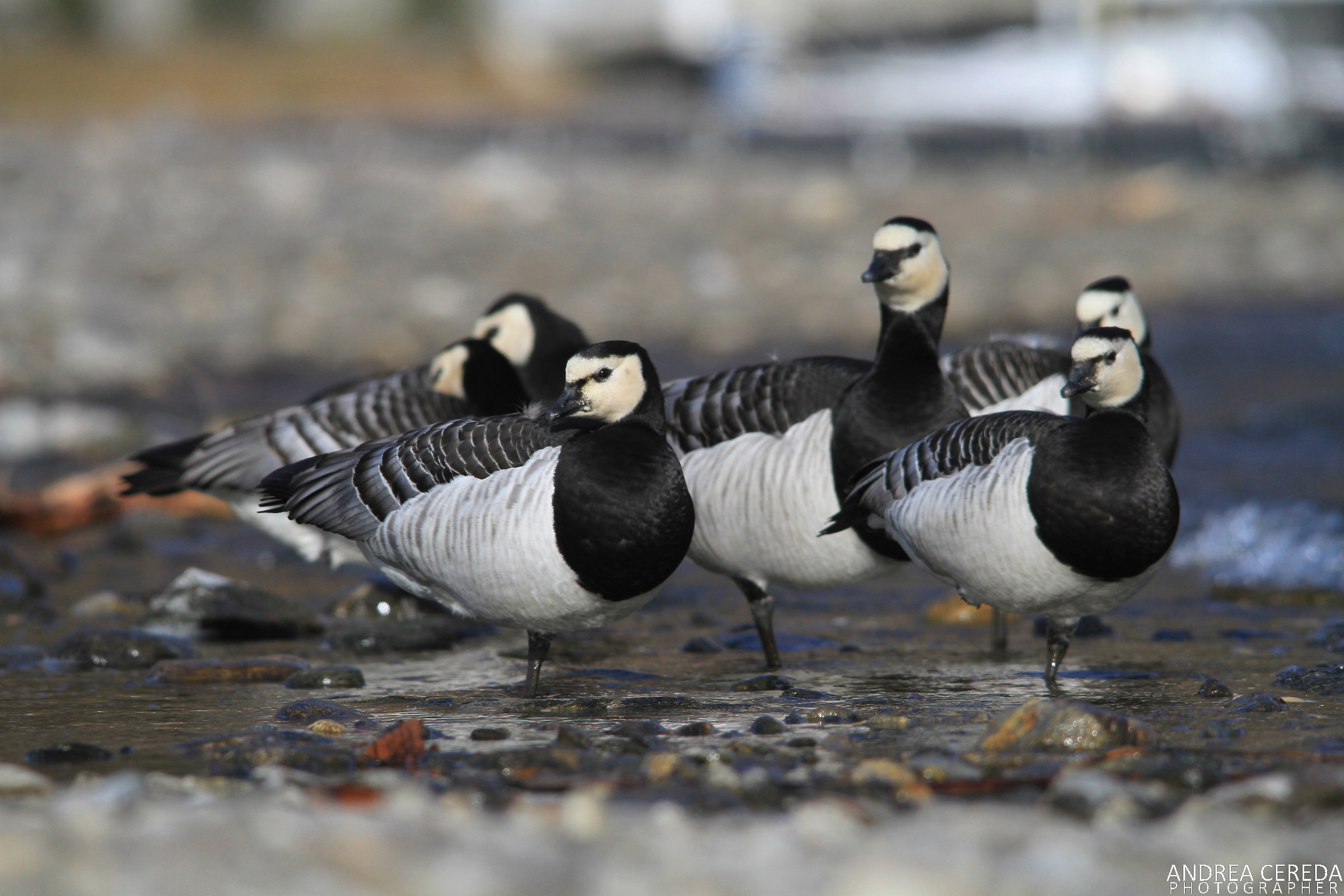 Branta leucopsis - Oche facciabianca...