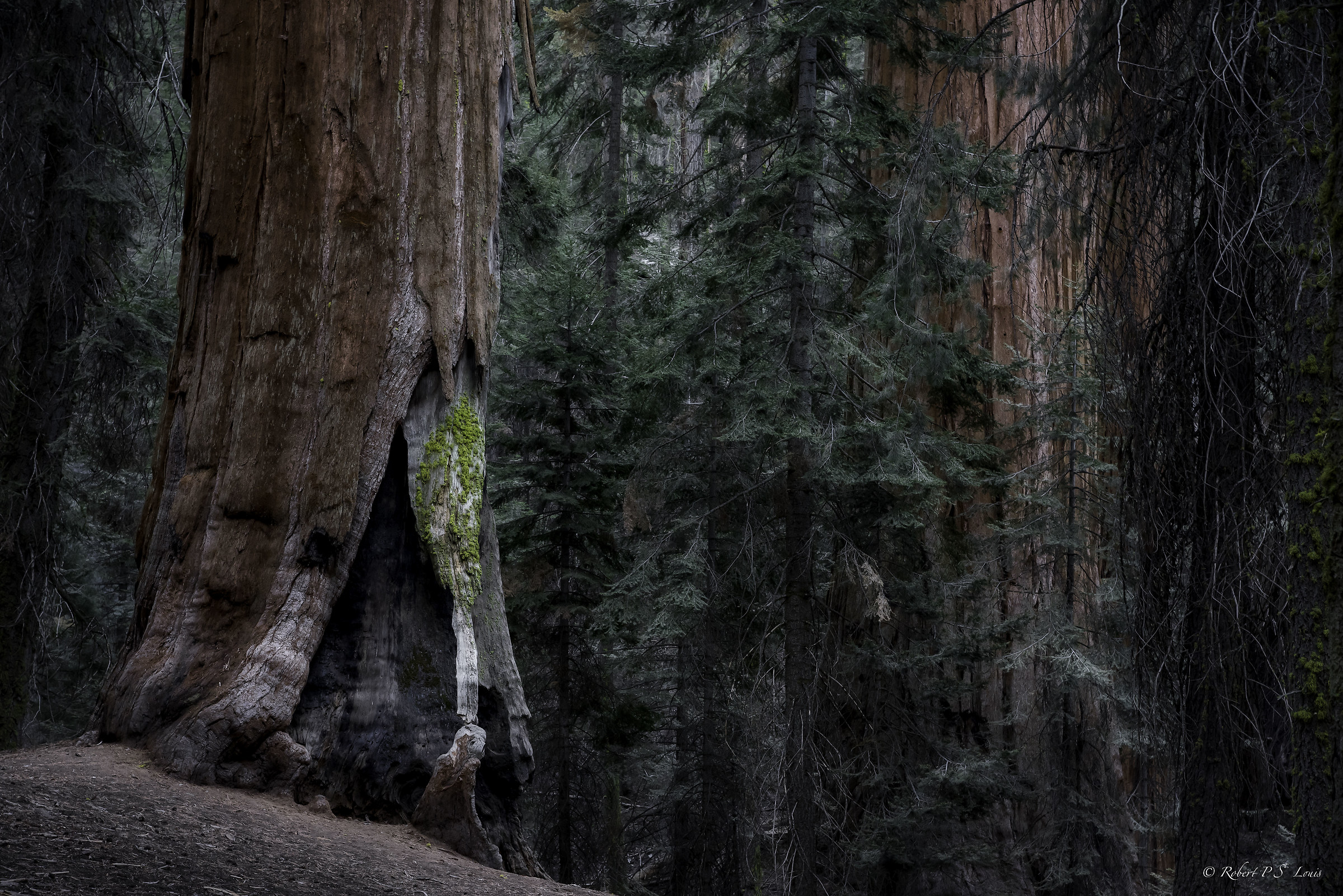 Sequoia Sentinals...