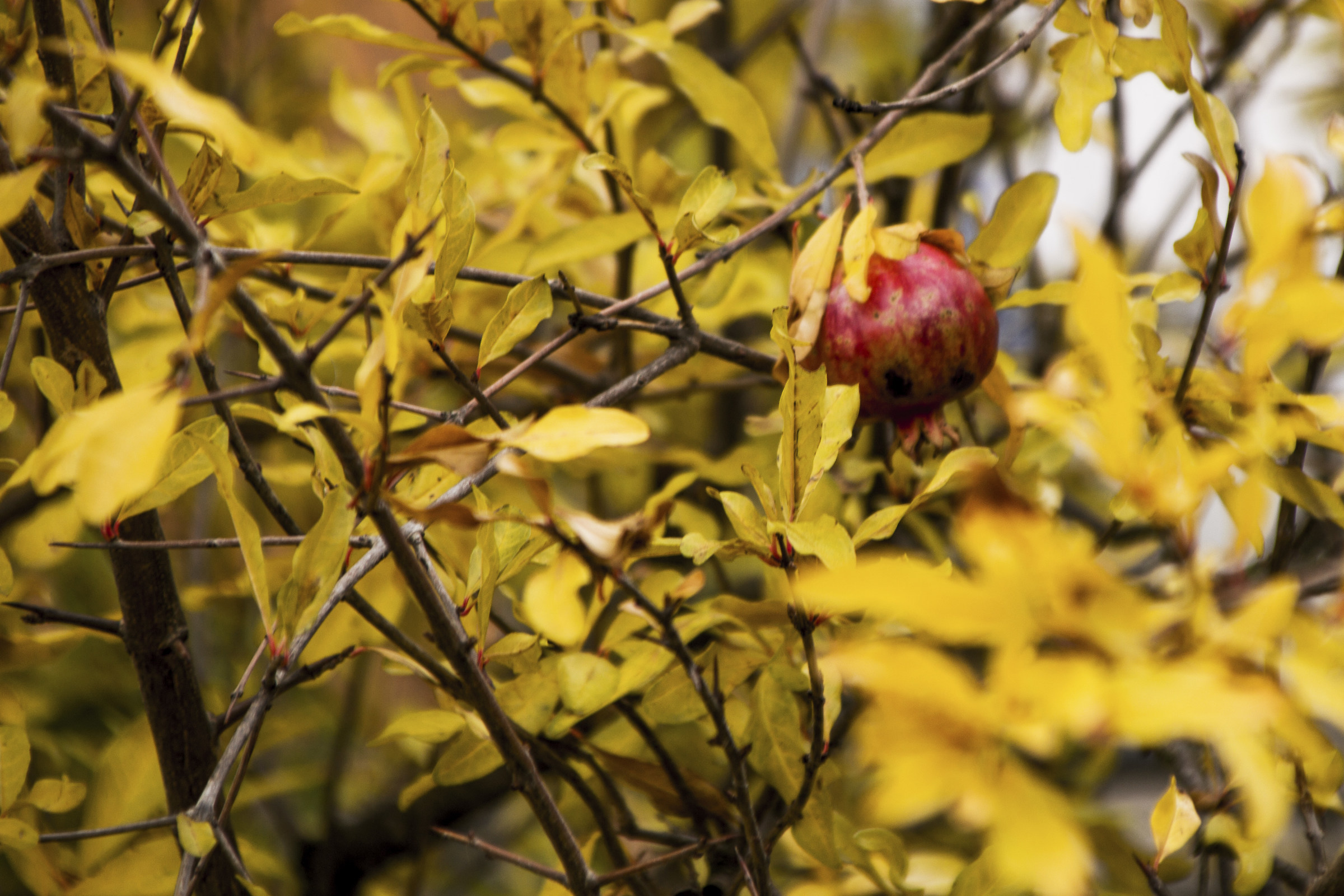 Autumn 3...