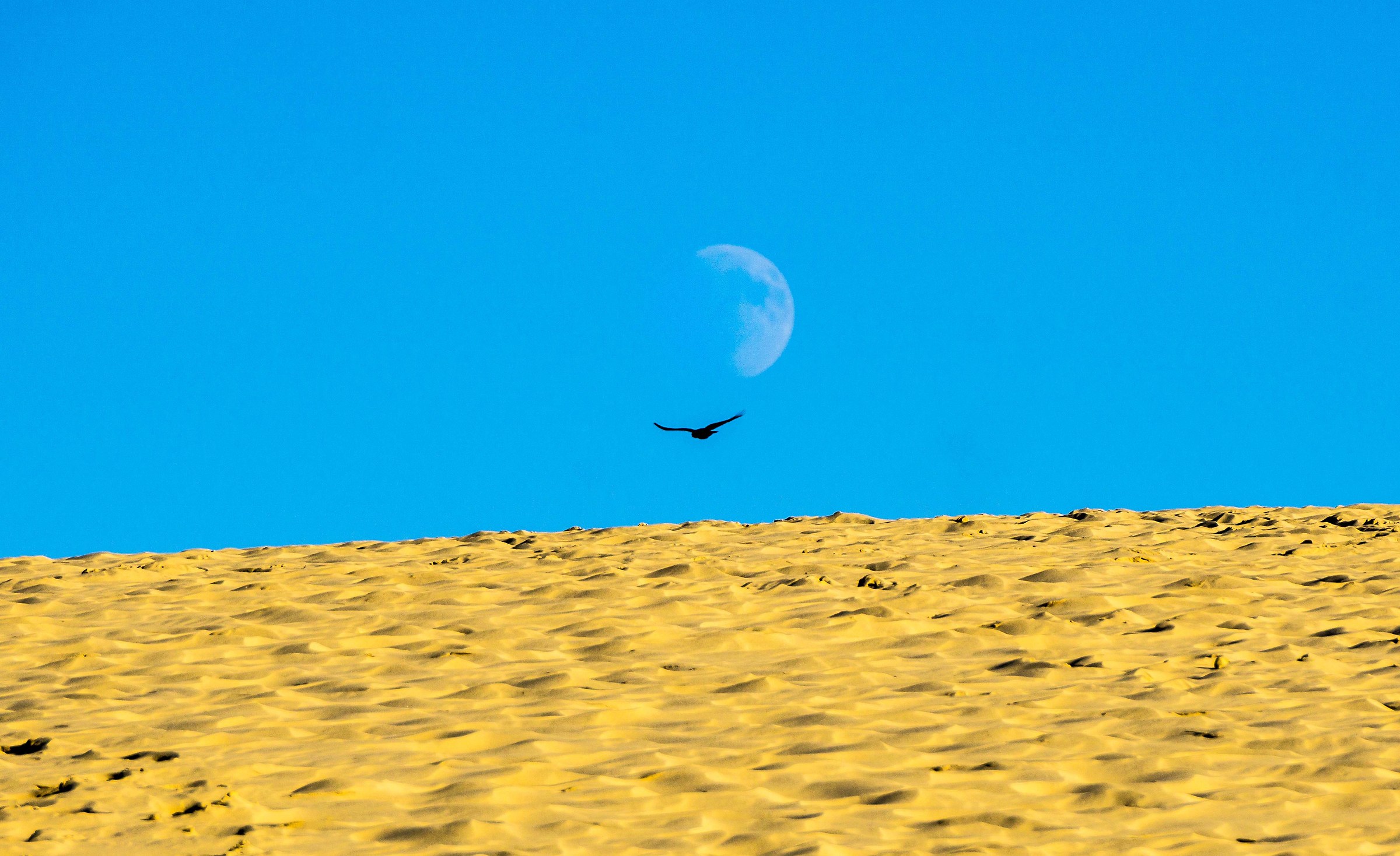 Between the Moon and The Dune .......