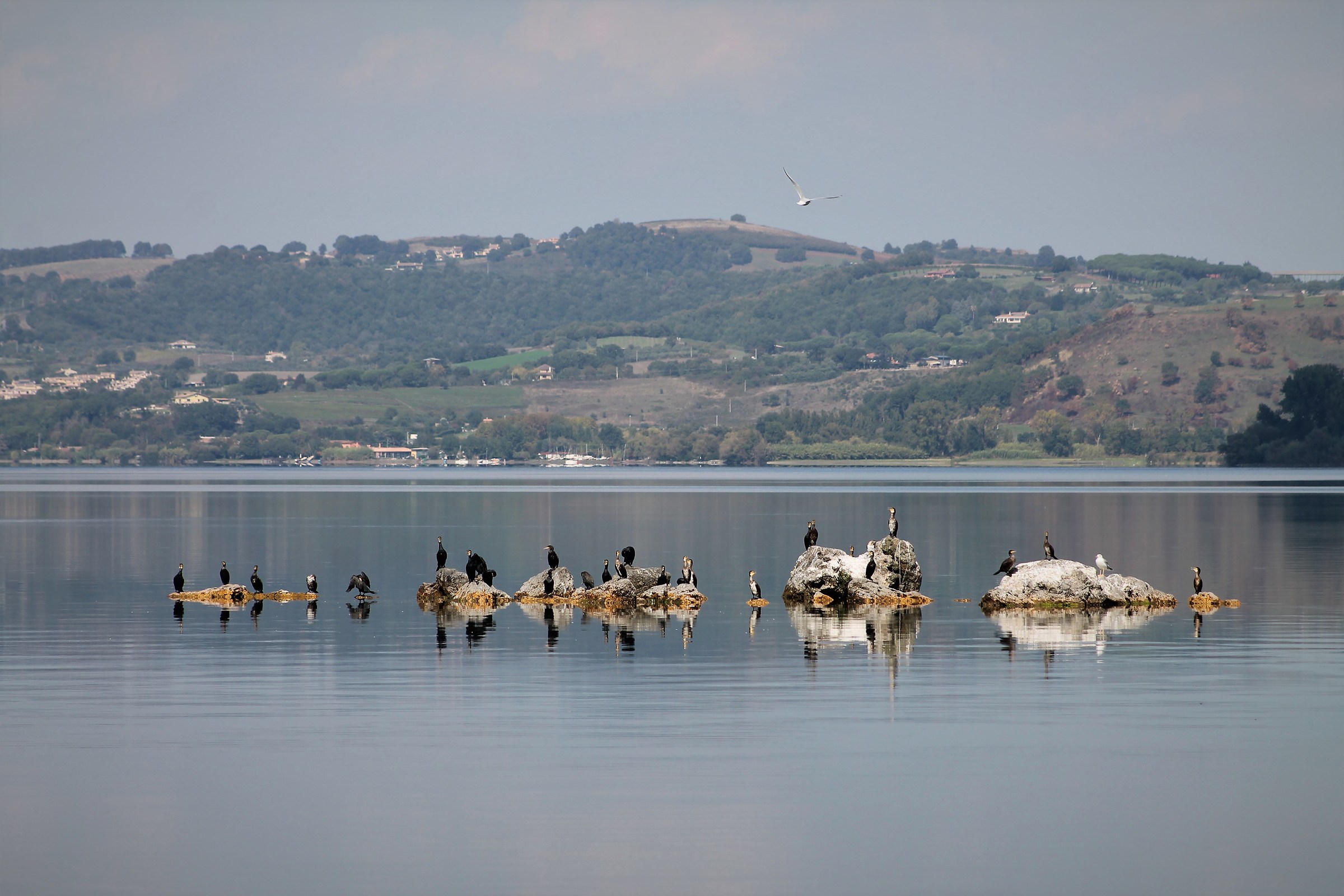 cormorants on Lake Bracciano...