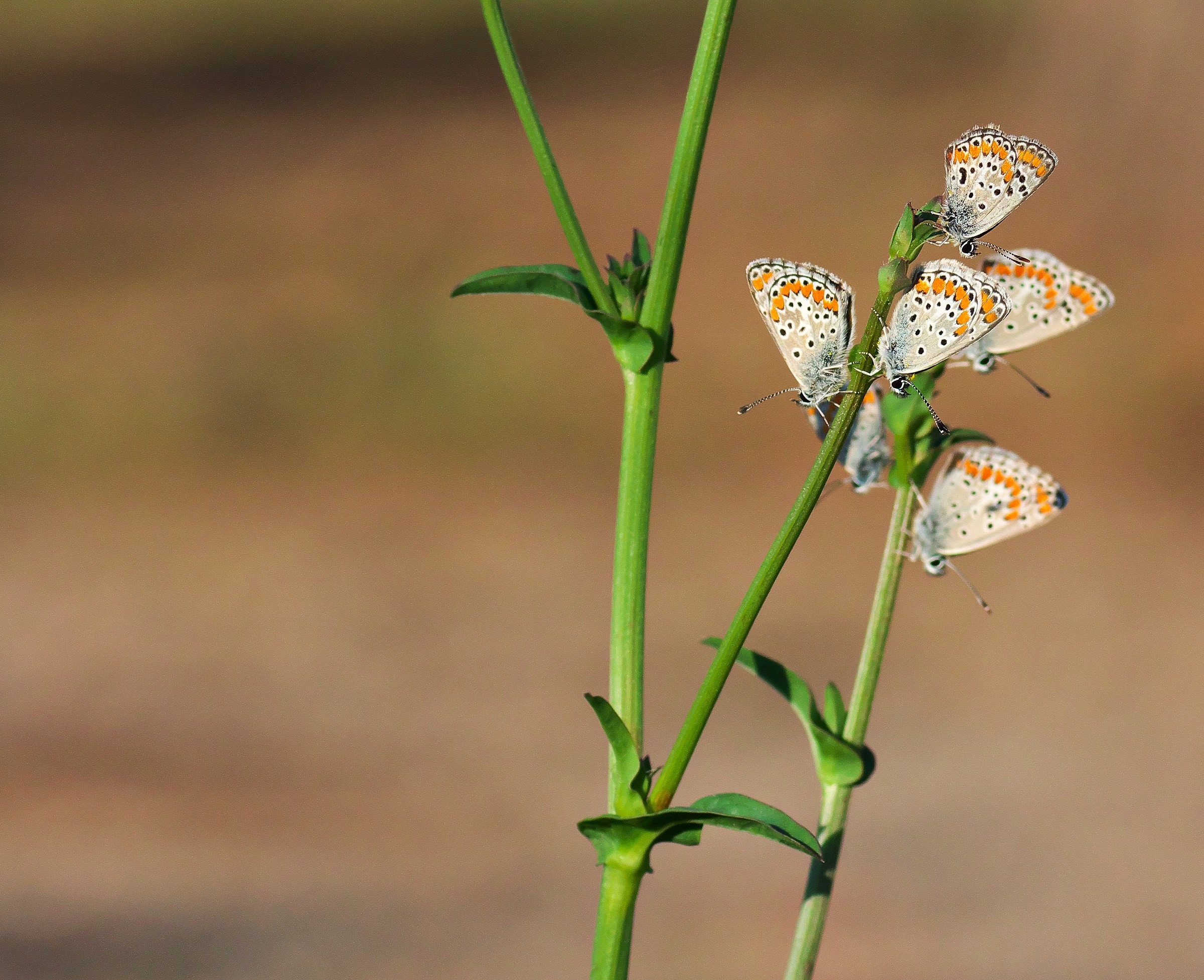 A handful of butterflies...