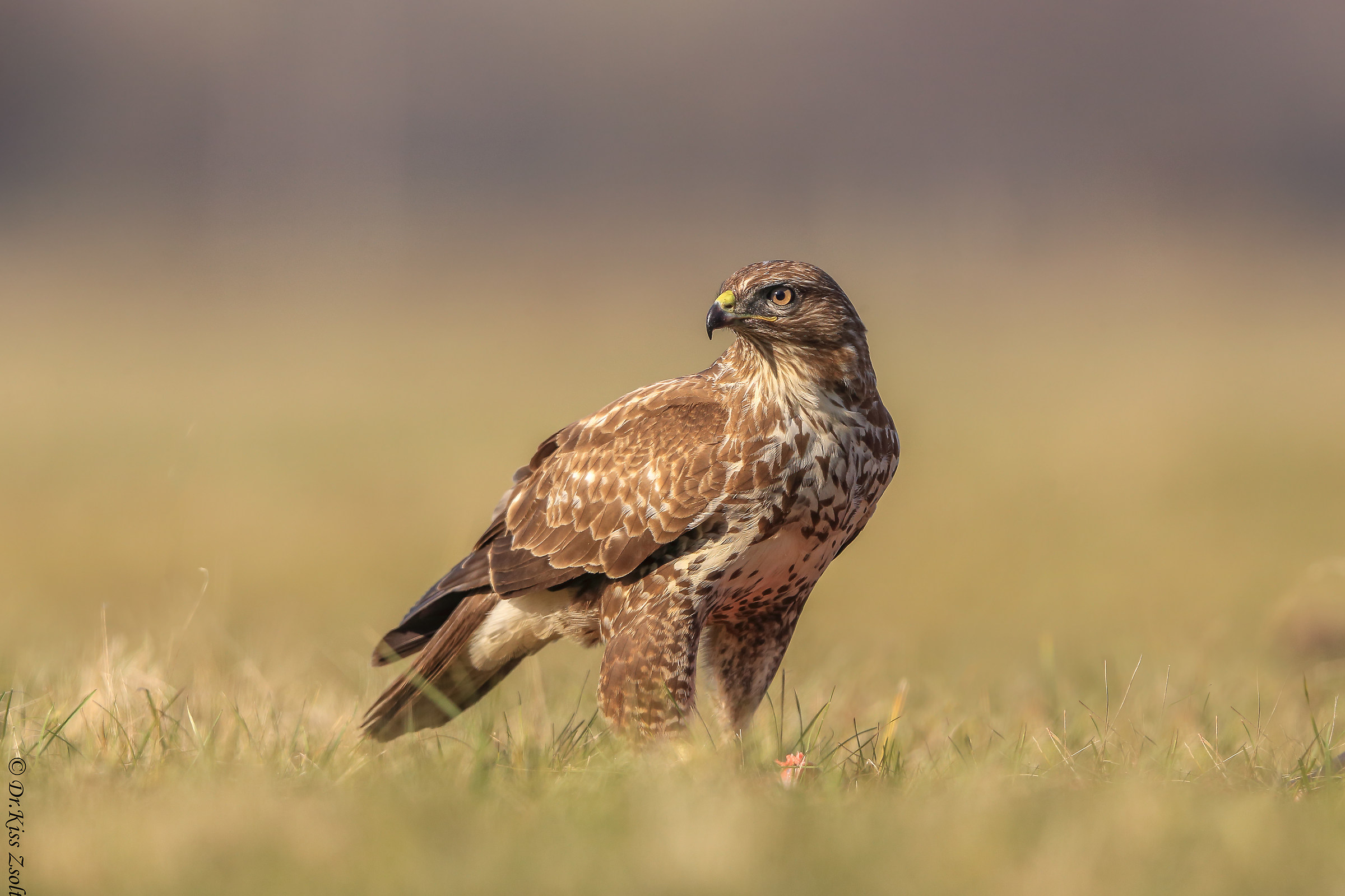 Buzzard sul prato...