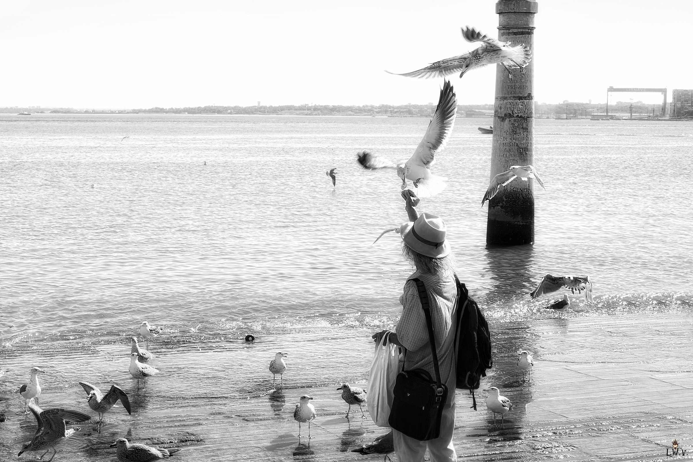 OldMan And Seagull...