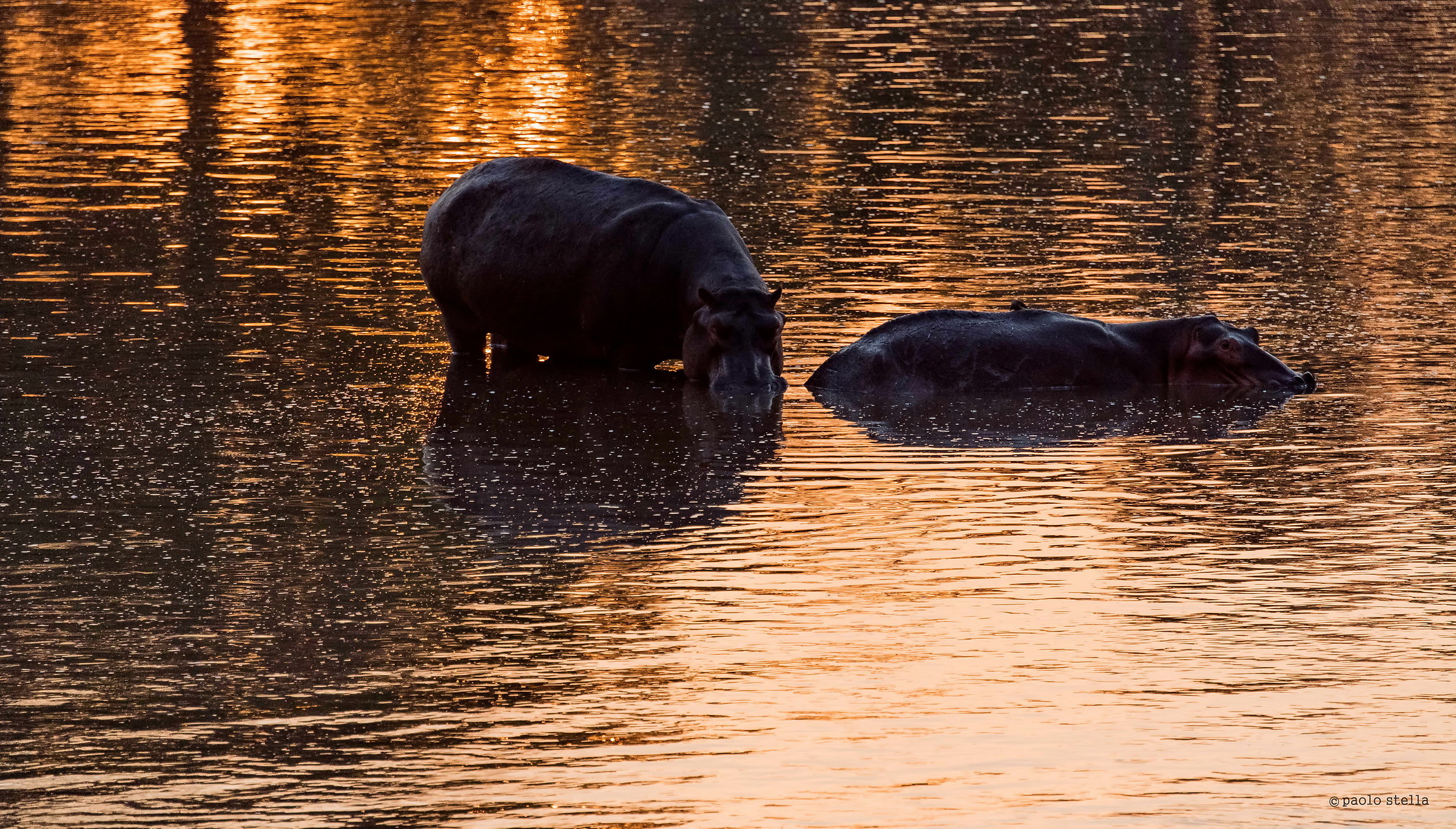 hippos at dawn...