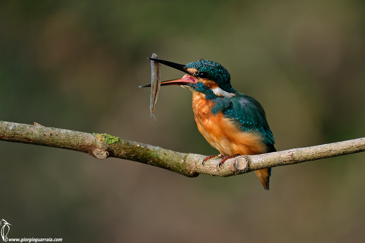 Kingfisher lunch...