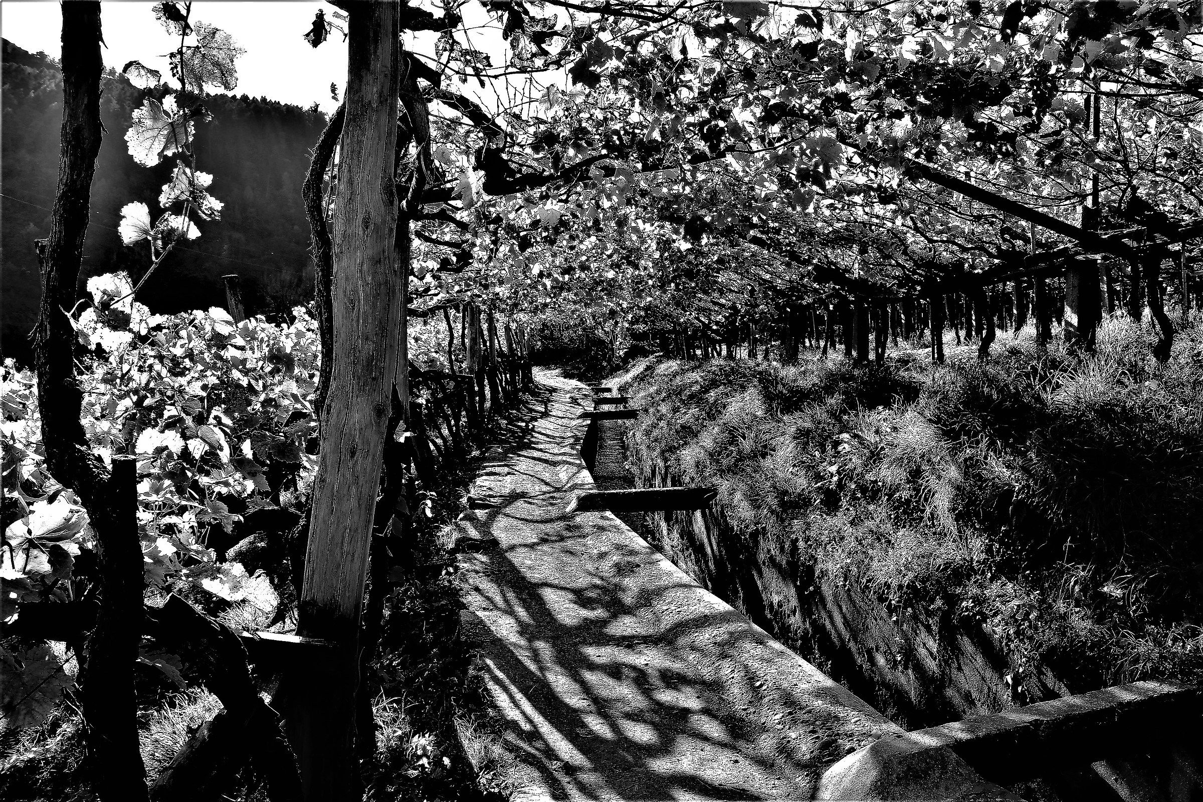 Below the vineyards in Merano...