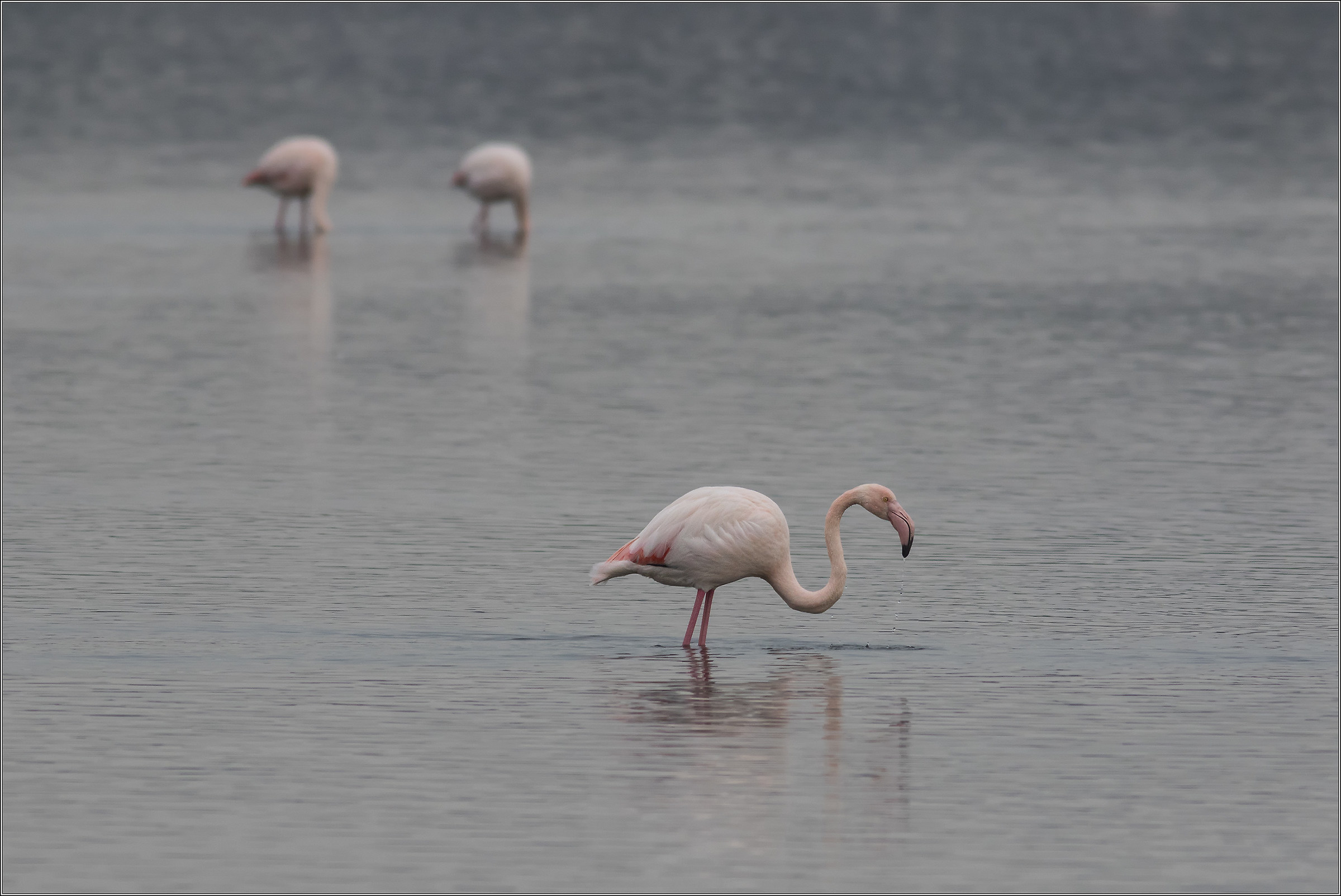 flamingo...