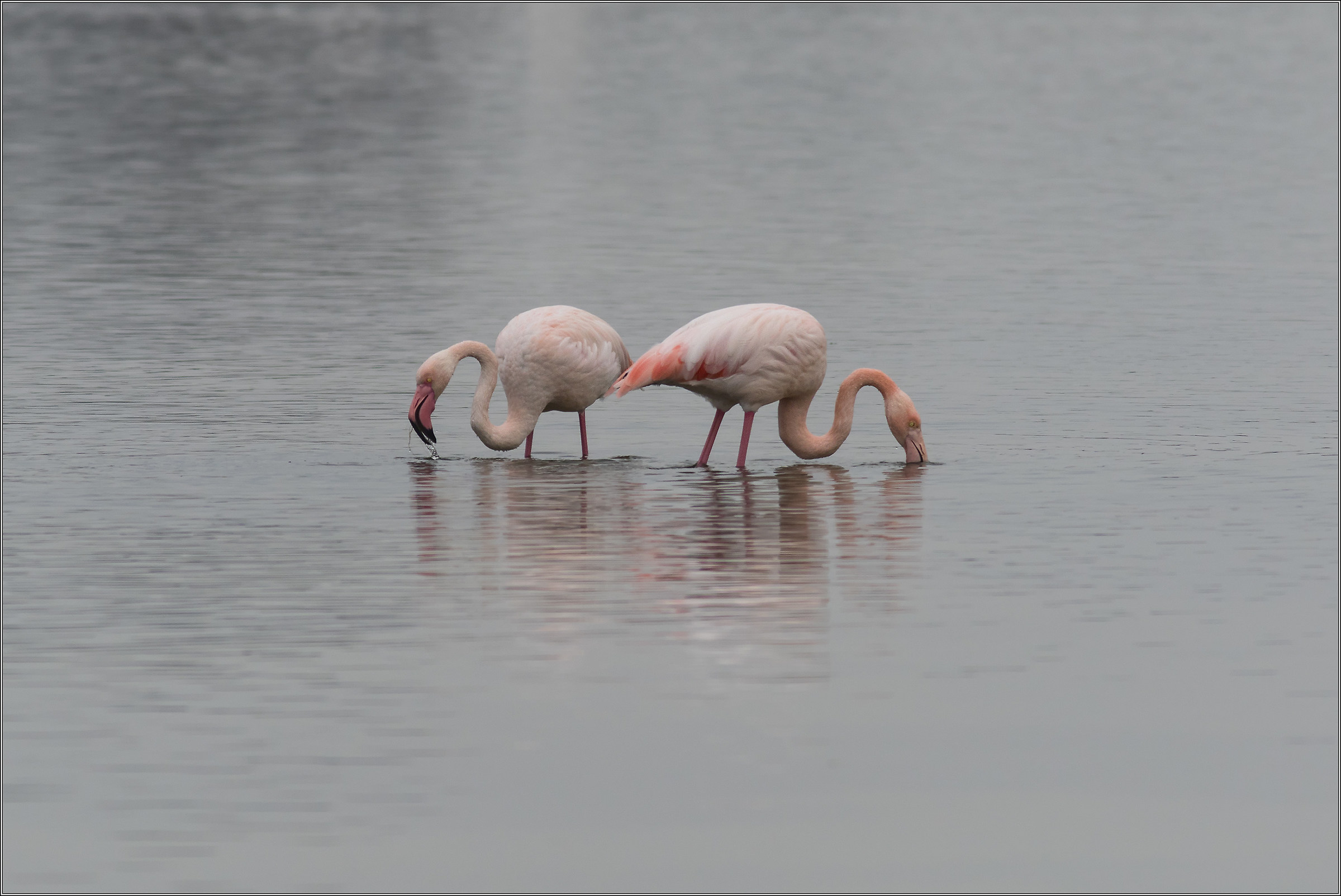 flamingos in val Cavanata...