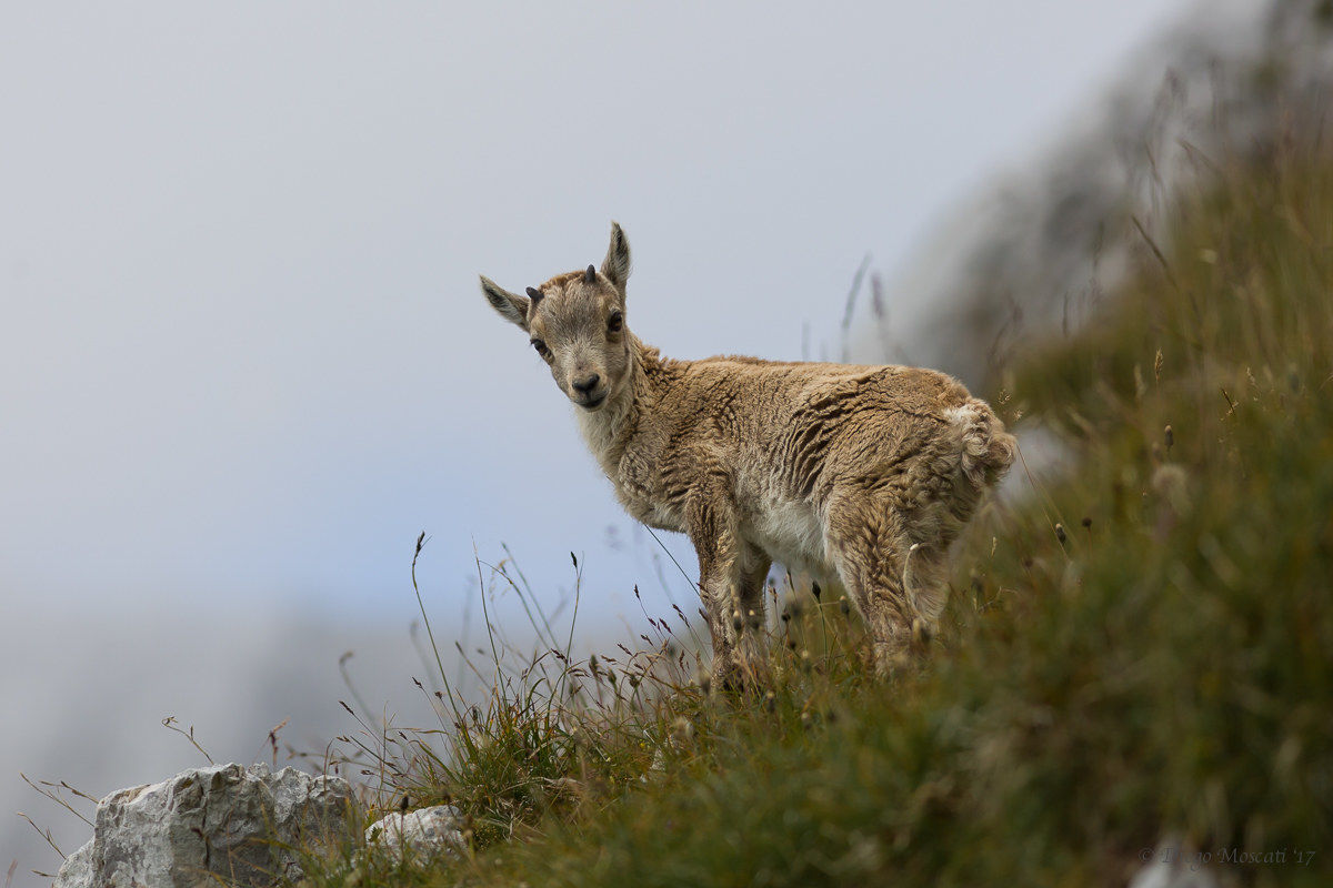 Young ibex...