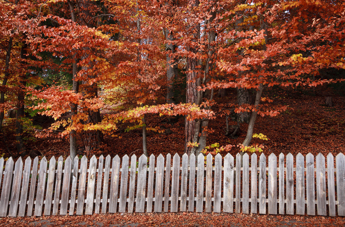 Renon ... fall fence...