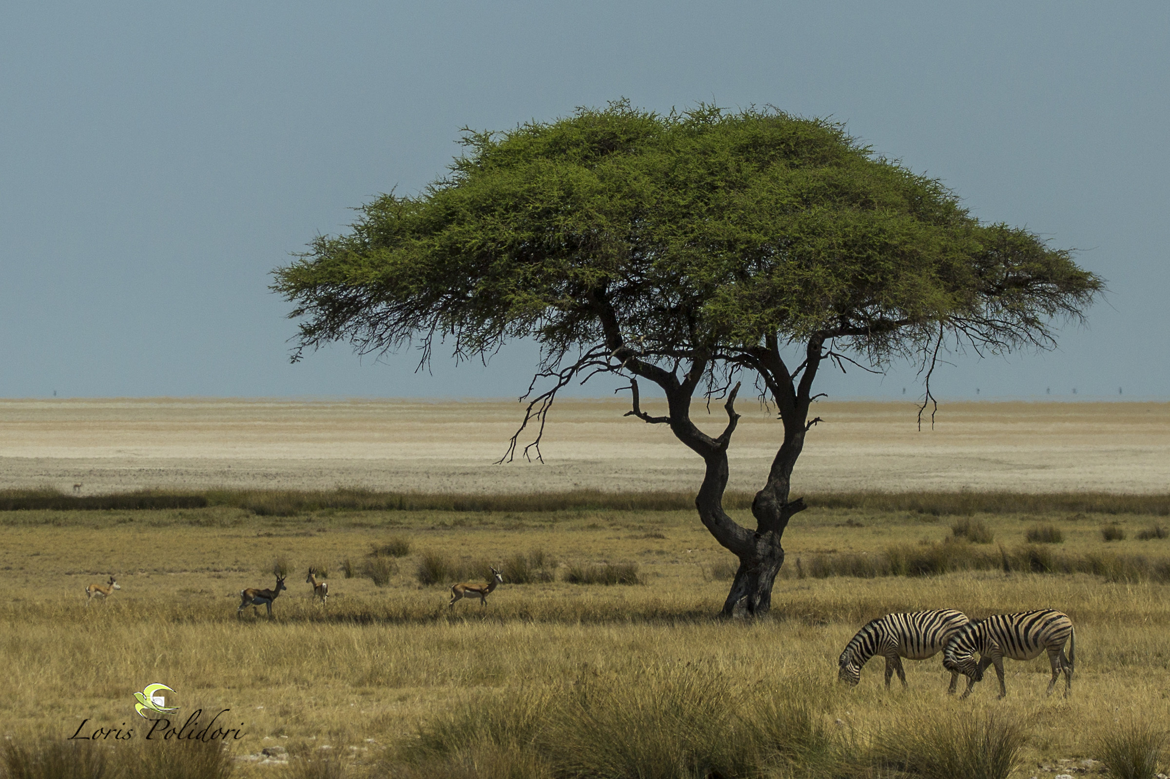 The savannah in Namibia...