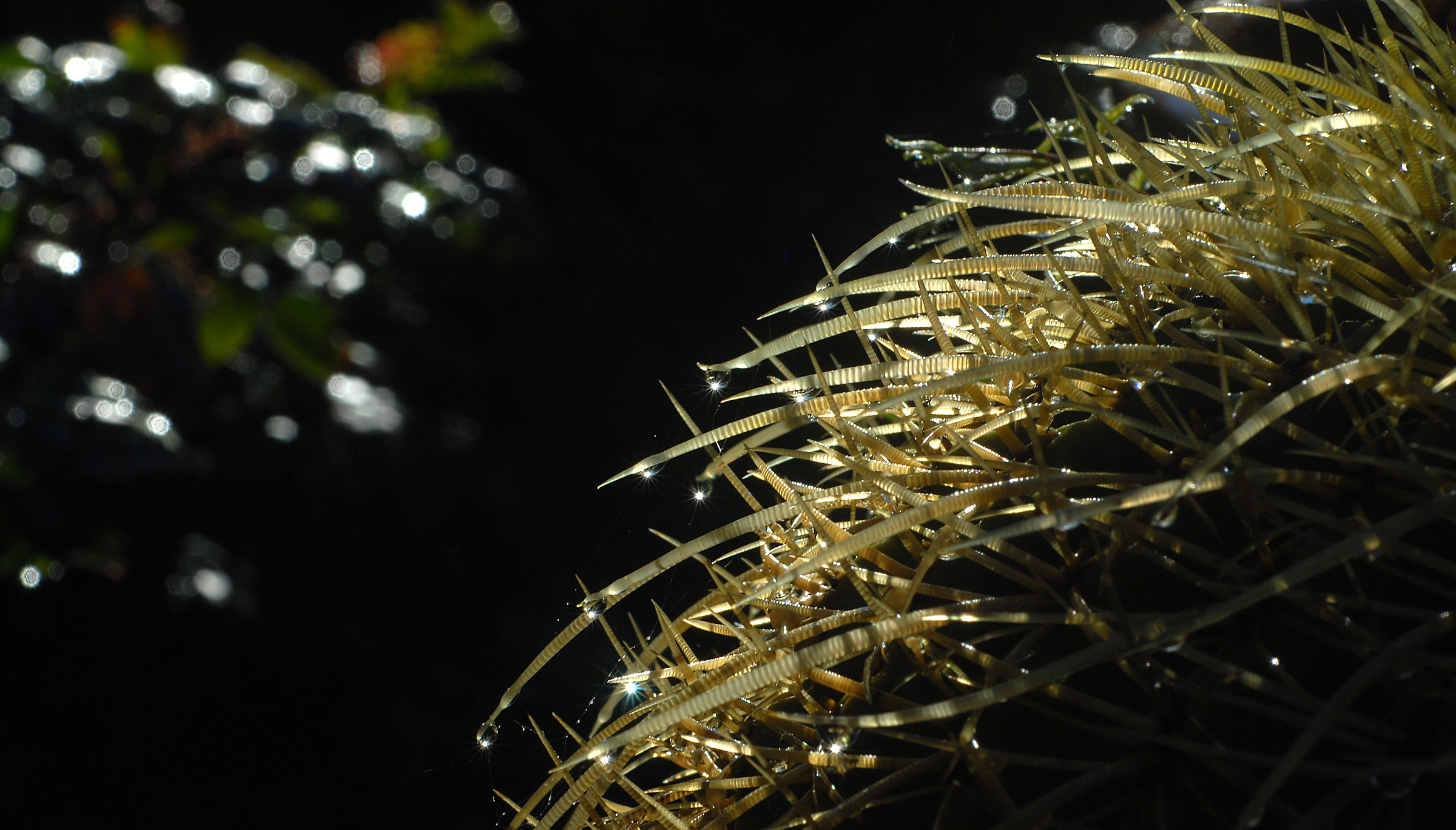 Echinocactus grusonii  dopo la pioggia...